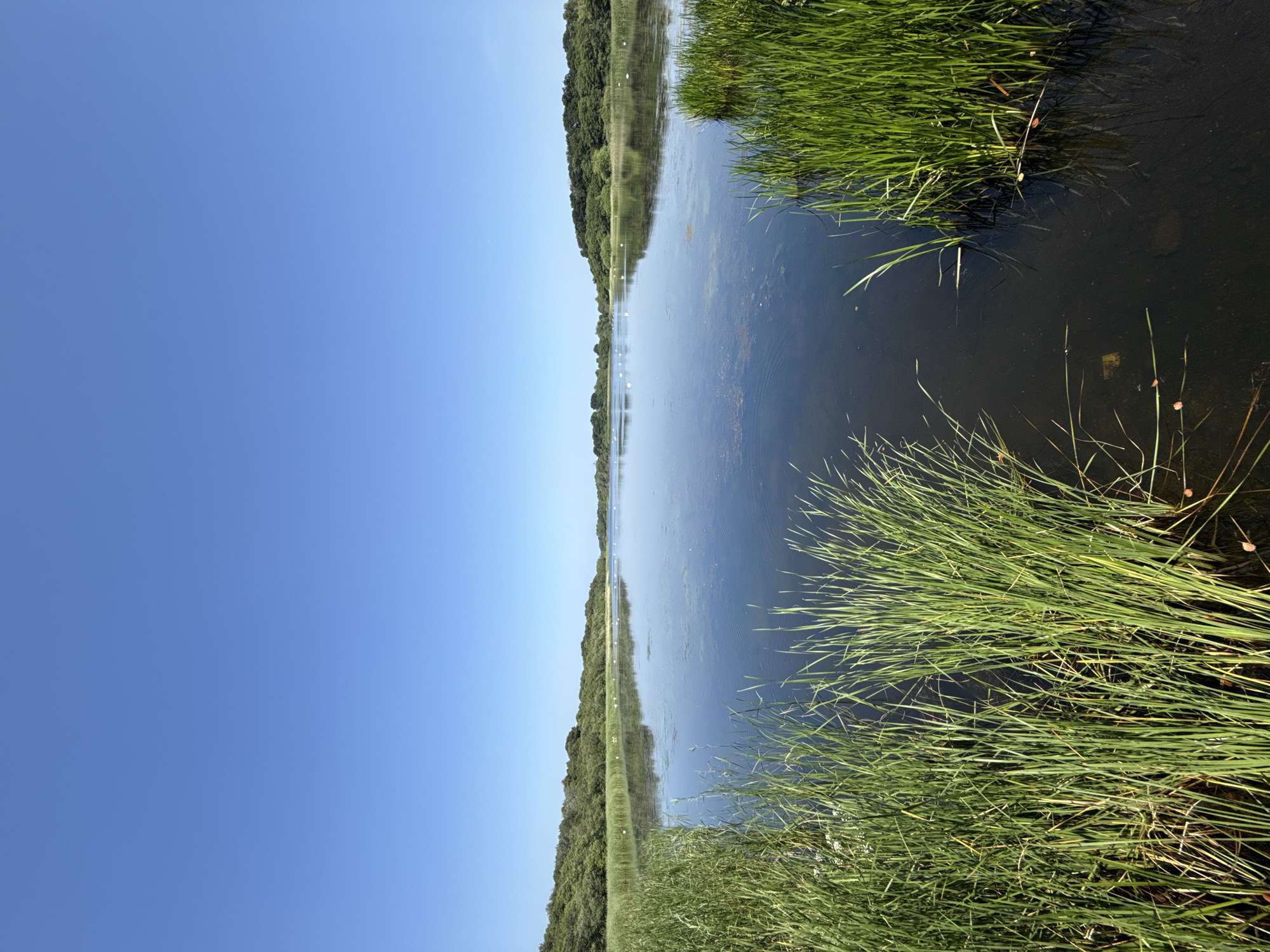A wide-angle, eye-level shot captures a serene body of water, likely a lake or broad, under a clear blue sky. Lush green reeds and tall grasses line the foreground on both the left and right sides of the image, with the reeds on the left more densely packed and taller. The water's surface is mostly calm, reflecting the sky and the distant treeline. Scattered across the water are several small, white objects, likely birds, such as gulls or swans. The background features a dense, undulating treeline of green trees and foliage, creating a natural horizon. The scene is devoid of any man-made structures or human presence, evoking a sense of untouched nature. This natural landscape is likely located within the Norfolk Broads, a network of rivers and lakes in Norfolk, England, which includes areas accessible from Great Yarmouth, United Kingdom.