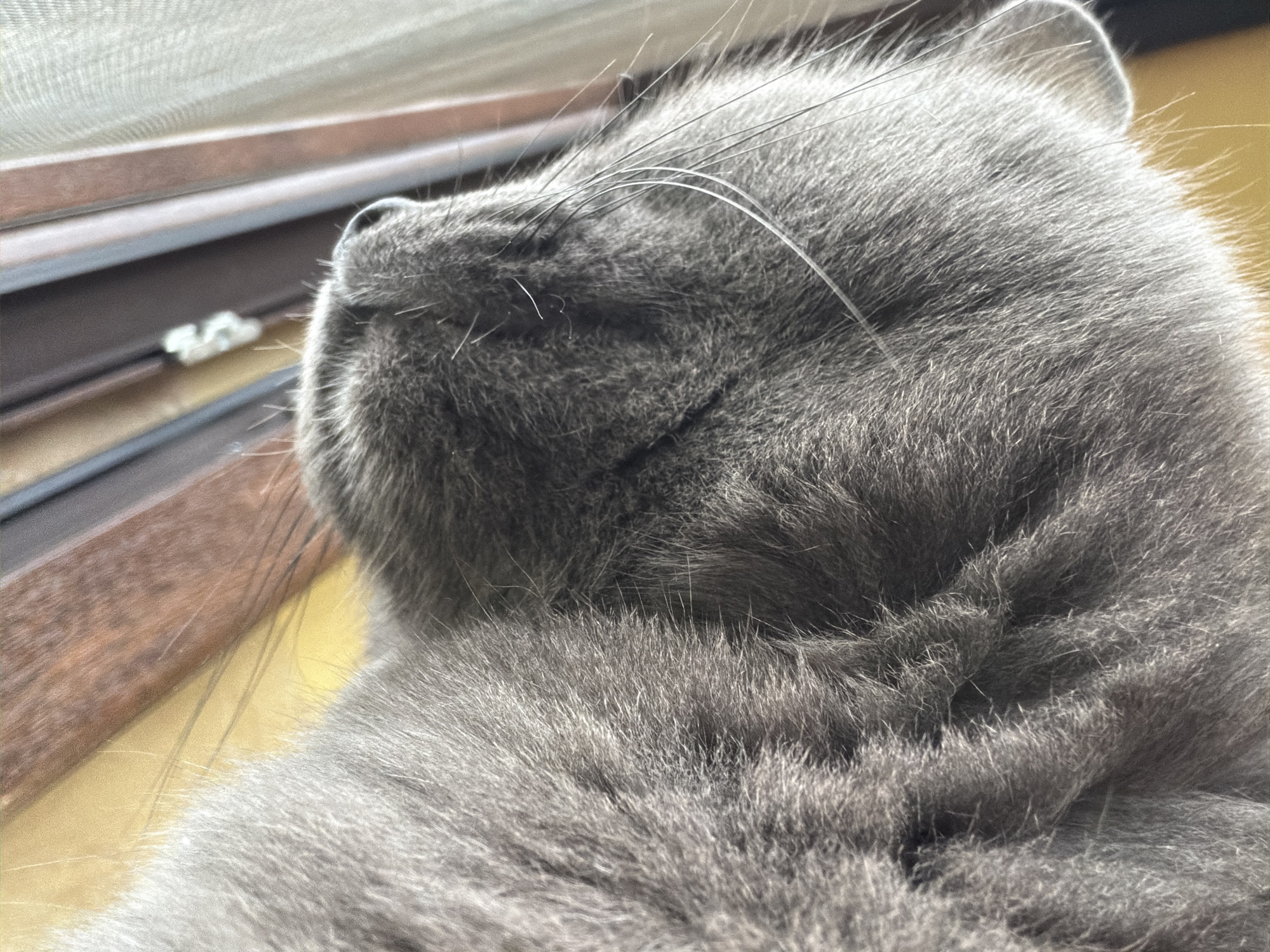 A close-up, low-angle shot focuses on the gray fur of a cat's head, viewed from above. The cat is positioned on a surface that appears to be a window sill, with the background showing elements of a window frame and sheer curtains. The lighting suggests natural daylight coming from the right. The image is a detail shot, with the cat's fur filling most of the frame. There are no people or discernible environmental details of Orehovitsa, Bulgaria present.