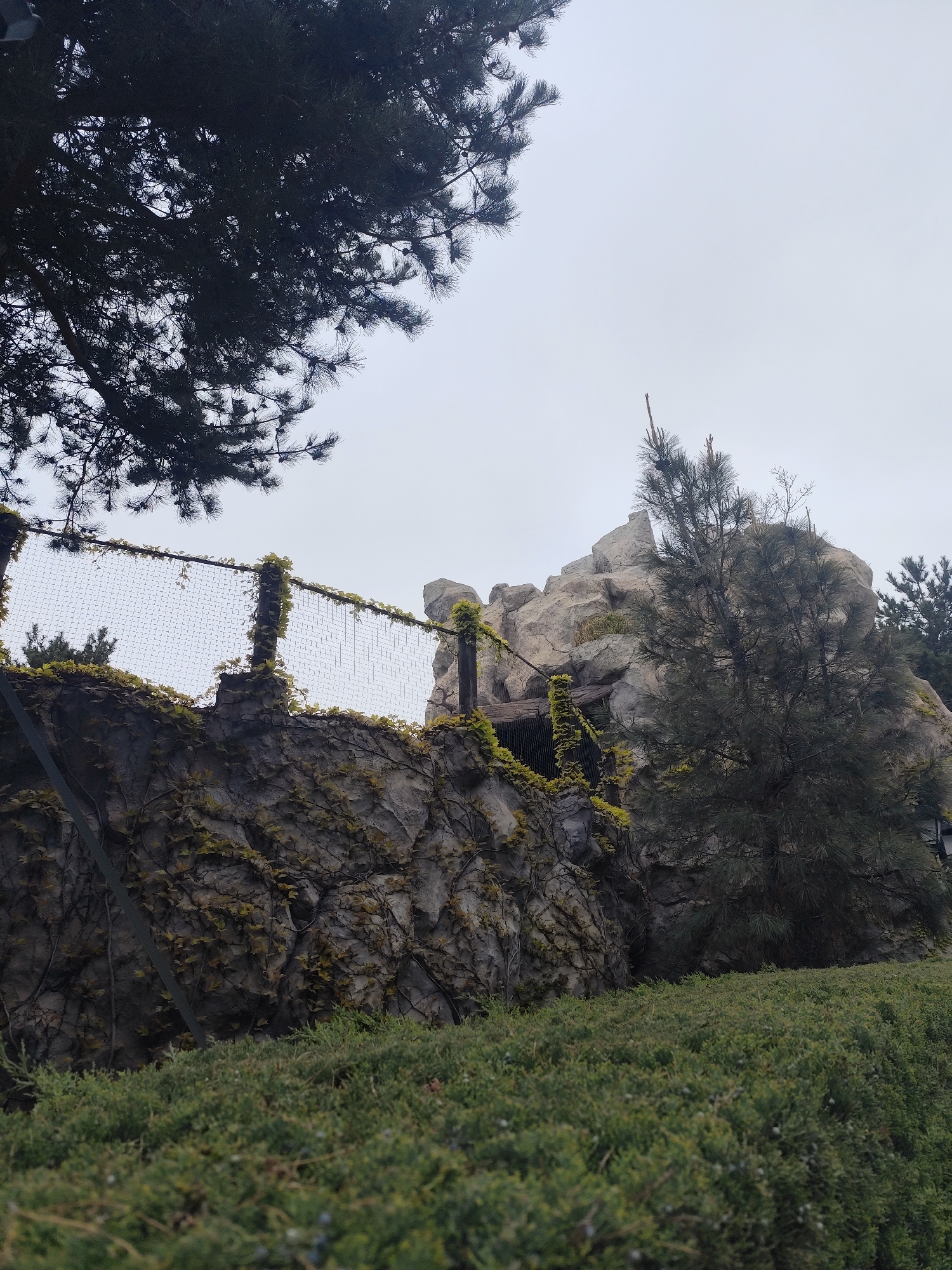 The image shows a fabricated rock structure in an outdoor setting. The structure is a mixture of light-colored rock formations and a dark, vine-covered wall topped with a wire mesh fence. The wall has numerous vines climbing up its surface. A pine tree grows in front of the structure. The sky is overcast and gray. In the foreground is a dense green hedge. A tree partially frames the image on the left. This could be a structure within a park or themed area in Симеизский поселковый совет, Ukraine.