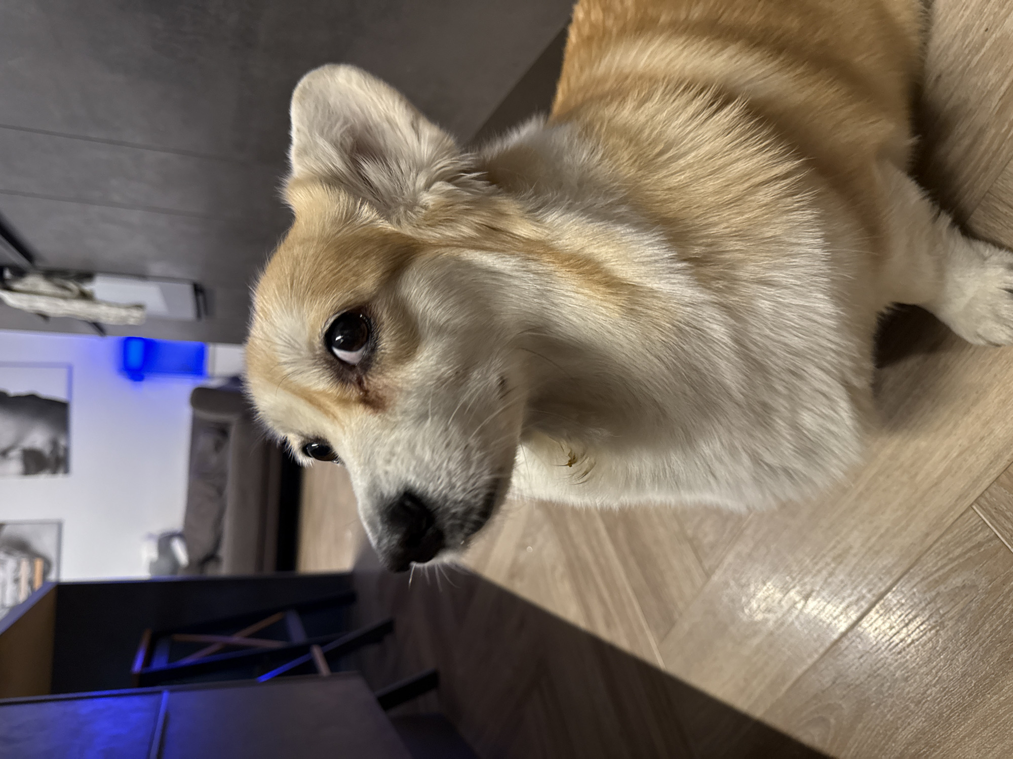 A close-up, tilted perspective of a light tan and white corgi dog lying on a wood-grained floor. The dog is facing the camera, with its head turned slightly to the left. The dog appears indoors. Background details show a gray wall, a desk and some wall decorations, indicating the dog might be in a home setting. The angle and limited context makes it impossible to determine any precise location, but no evidence indicates location of the city of Krasnoyarsk, Russia.