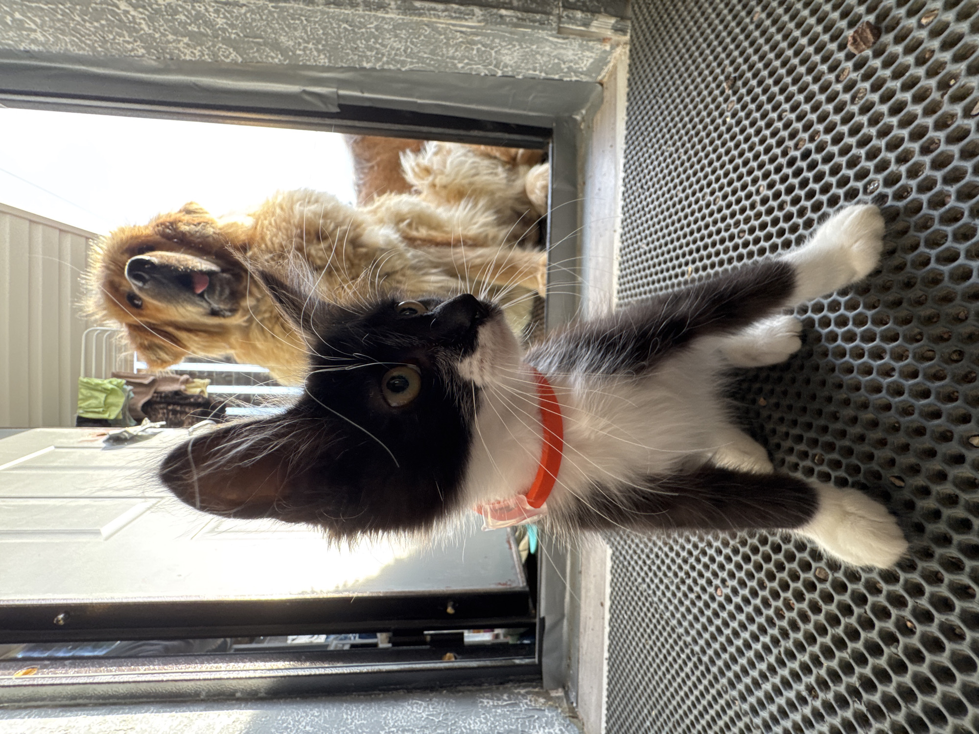 A black and white kitten with an orange collar is in the foreground on a grey honeycomb-patterned mat. Behind the kitten, a large, fluffy, golden-brown dog is visible. The two animals appear to be at the entrance of a building, possibly a home, with a doorway and a doorframe in the background. Clothes are hanging on a rack inside the building. The scene is lit by bright sunlight coming from the left, creating strong highlights and shadows. The location is identified as Kempelevo, Russia.