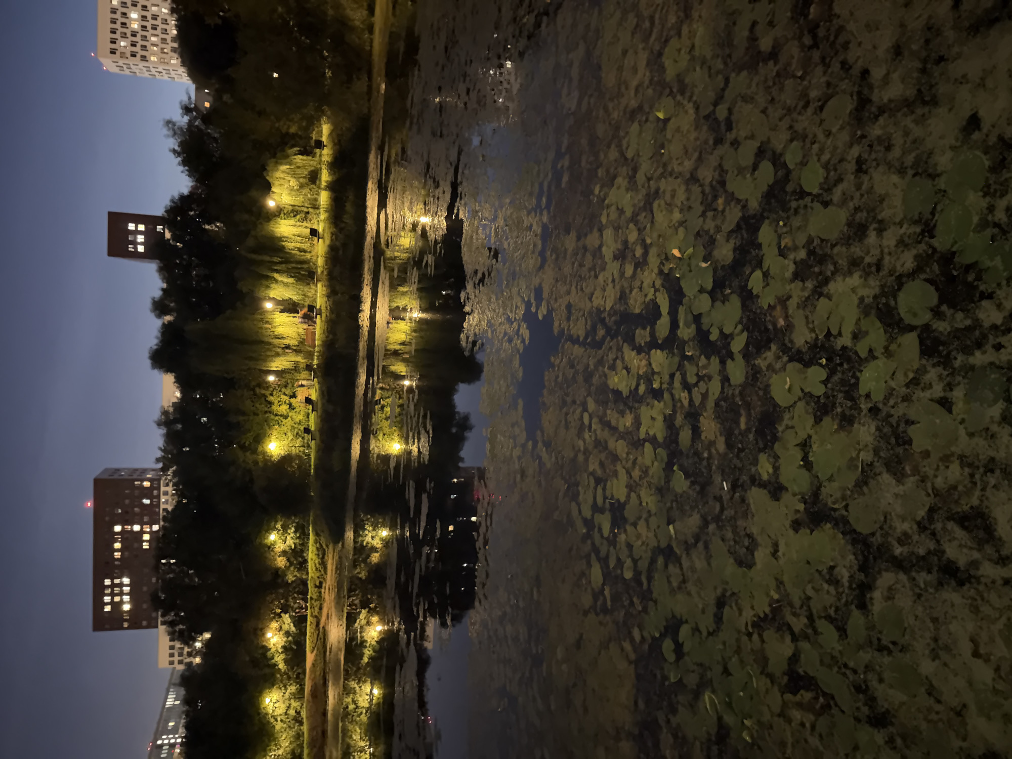 The image depicts a nighttime view of a park with a pond in Moscow, Russia. The pond's surface is covered with lily pads and other aquatic vegetation, reflecting the yellow glow of streetlights. Trees line the bank of the pond, and behind them, several multi-story buildings are visible with illuminated windows. The sky is a deep twilight blue. There are no people or animals clearly visible in the scene. The overall impression is one of urban tranquility at night.