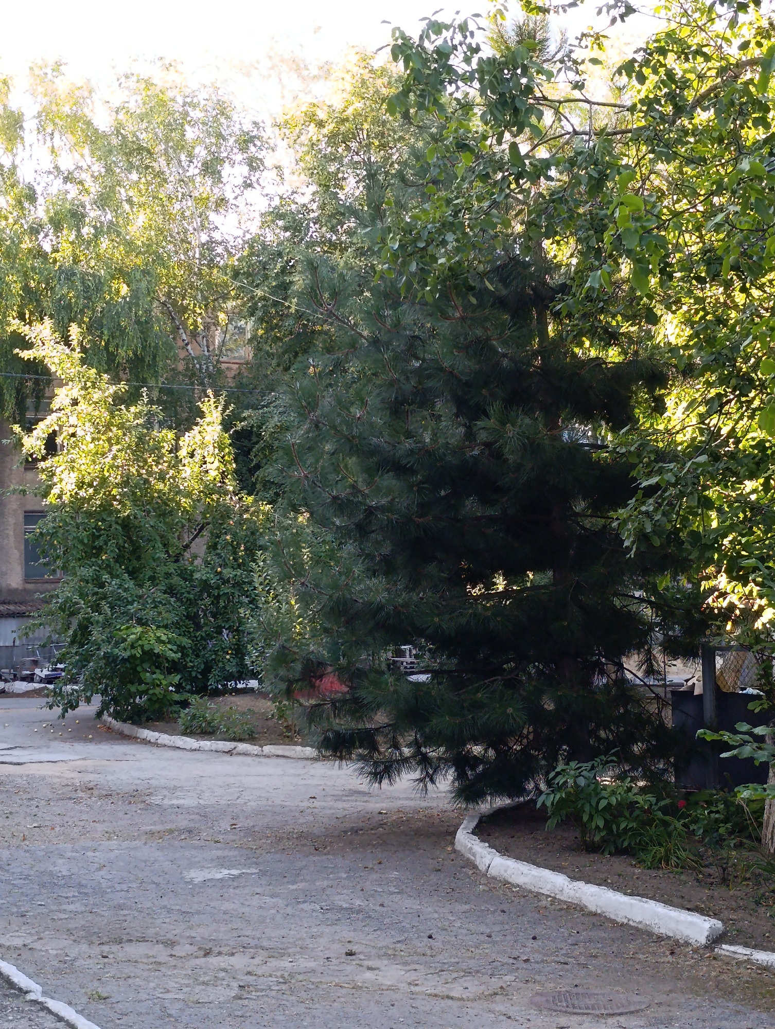 The image shows an outdoor scene featuring a paved area with a curved white concrete curb, lined with dirt and vegetation. A large conifer tree dominates the center of the frame, with dense green needles. To the left, behind the conifer, is a deciduous tree with green leaves and some small yellow fruits, possibly apples. Further to the left and in the background, a building with windows is visible, partially obscured by trees. The ground is a mix of asphalt and dirt, with scattered leaves and debris. The scene appears to be in a courtyard or a park area. The lighting suggests it is daytime, with sunlight filtering through the leaves, creating dappled shadows. There are no people visible in the image. Based on the context provided, this scene is located in the town council area of Dubăsari, Moldova.