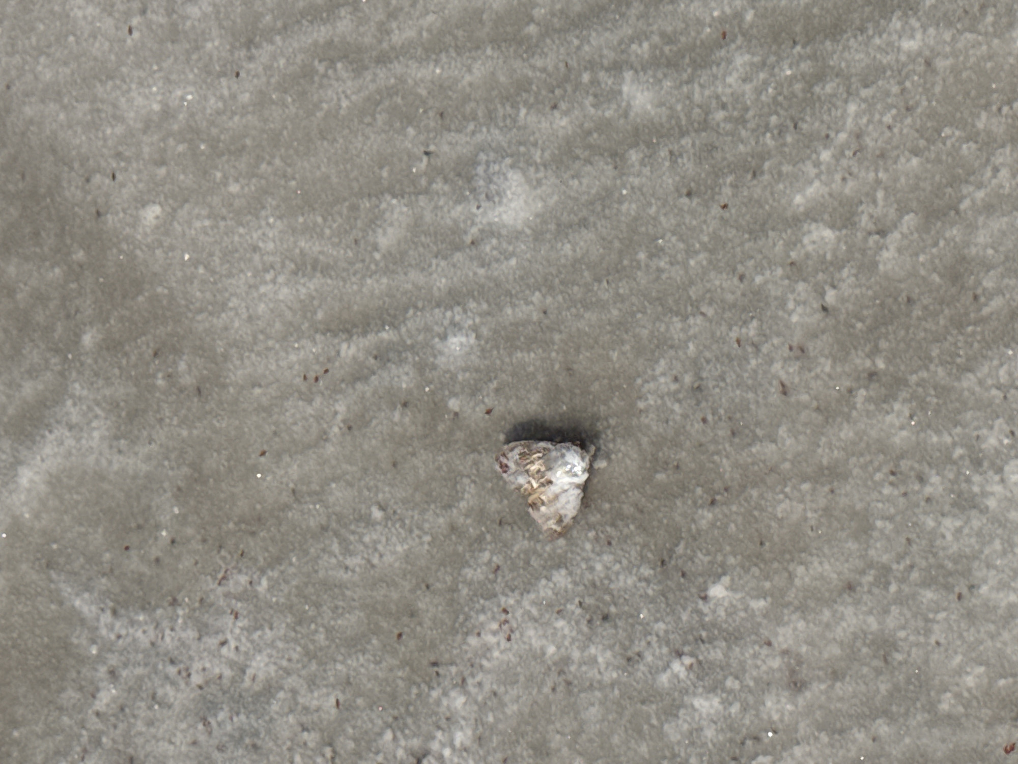 The image shows a top-down view of a single, small, dead moth on a sandy, grey surface. The moth is predominantly white and grey with some brown markings. The sandy surface appears wet in places, with ripples and an uneven texture. Small dark specks, possibly debris or insects, are scattered across the surface. The image does not provide any information about the location in Bursol', Russia.