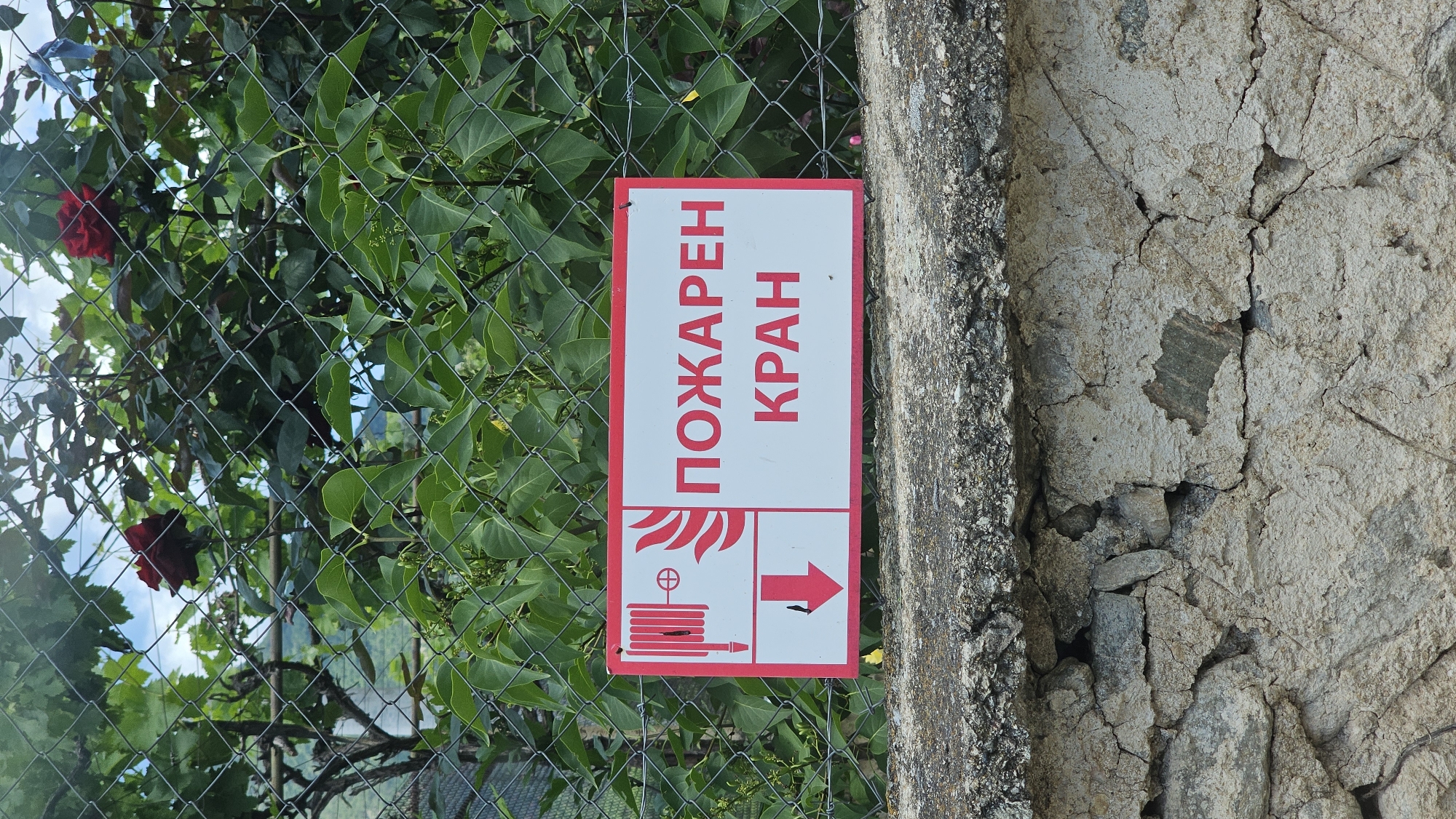 A rectangular sign with a red border and a white background is attached to a chain-link fence. The sign features a graphic of a fire hose and a flame symbol on the left side. To the right of the graphic are two lines of text in Cyrillic script. The top line reads "ПОЖАРЕН" in large, red capital letters, and the bottom line reads "КРАН" in smaller, red capital letters. The sign appears to be a warning or informational sign indicating a fire hydrant. Behind the sign, lush green foliage and the branches of a rose bush with red roses are visible, with a glimpse of the sky and a distant hillside. The sign is mounted on a stone wall. The overall setting suggests an outdoor environment, possibly a garden or park area.