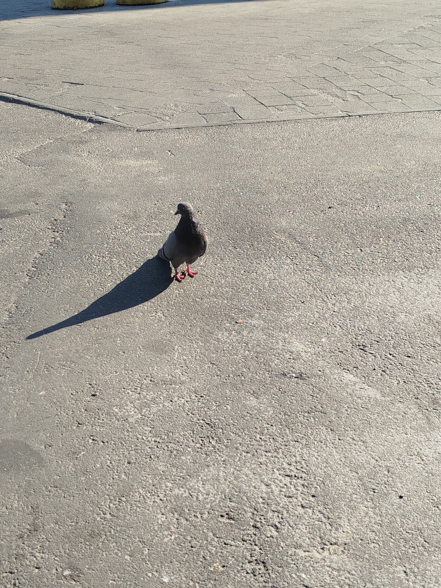 A single pigeon stands on a paved surface casting a long shadow to its left. The pigeon is grey with darker feathers on its back and head, and it has pink feet. The paved surface appears to be concrete or asphalt with visible texture. In the background, a section of the pavement transitions to a pattern of square tiles. To the far left, two yellow cylindrical objects are partially visible, suggesting they might be bollards. The lighting indicates a sunny day, with the sun positioned to the right of the frame. The scene is an outdoor urban environment, potentially a walkway or public square in Kremenchuk, Ukraine.