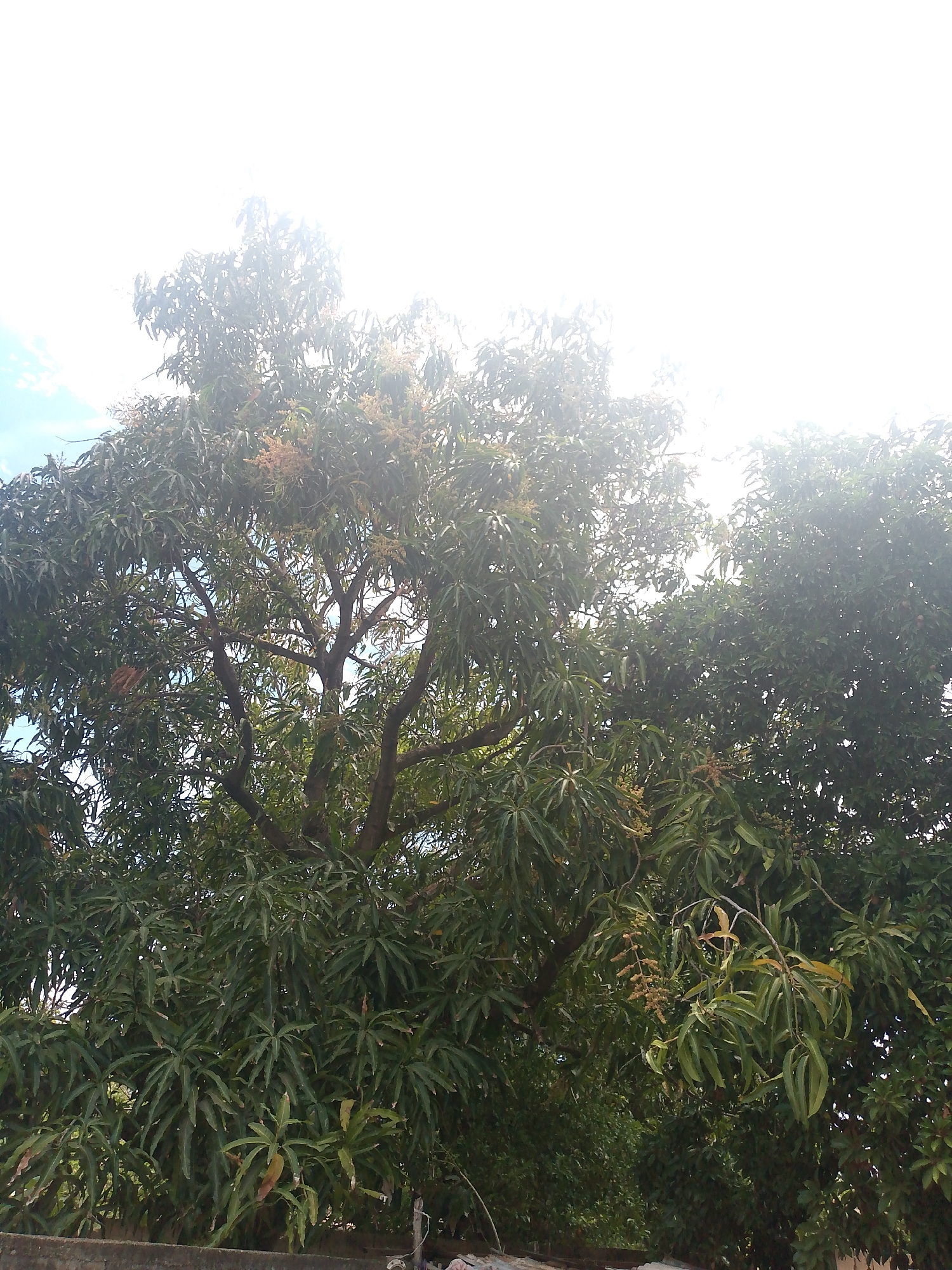 A daytime shot shows a large, full mango tree in Juan Griego, Venezuela, with leaves densely covering its branches. The upper portion of the tree is backlit by the sun, creating a bright, slightly overexposed area in the sky. The lower section of the tree is more shaded, revealing more detail in the leaves. Some small, light-colored structures can be seen through the foliage in the bottom left corner, partially obscured.