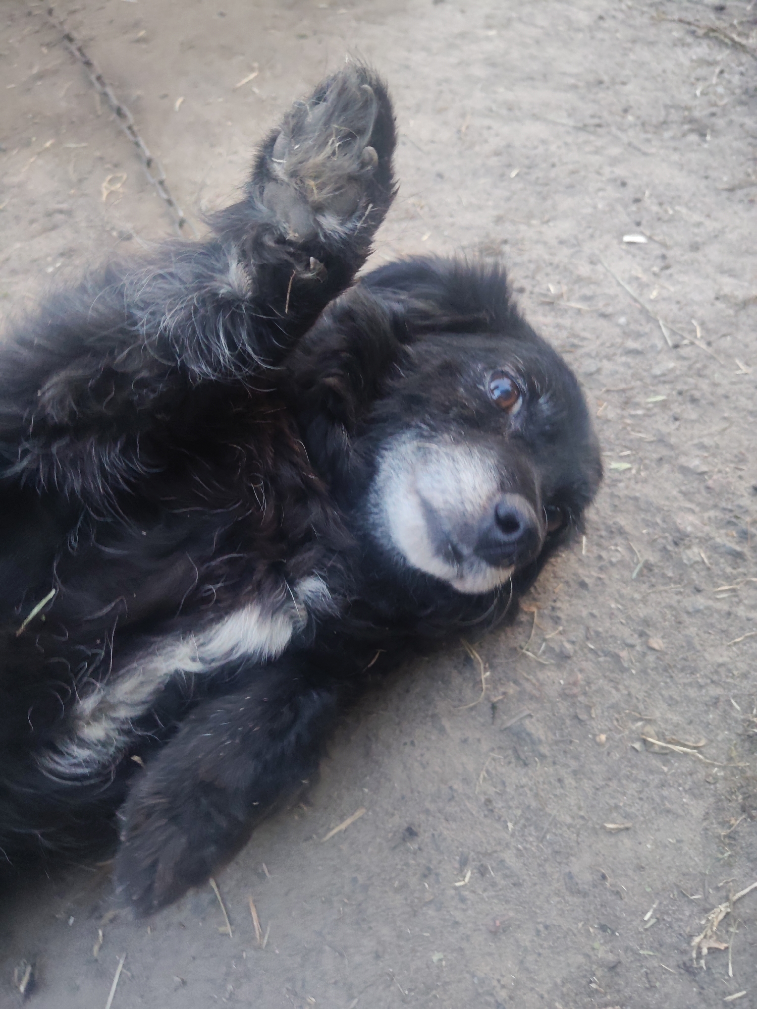 A black dog is lying on its back on a dirt surface. The dog is facing the camera and its head is tilted to the side. Its eyes are open and it appears to be looking at the camera. The dog's fur is long and shaggy, and it has some white markings on its chest. The background is a dirt ground with some dry grass and debris. There is a chain visible in the upper left corner of the image. The scene appears to be outdoors, possibly in a yard or a park. The location in Borova, Ukraine is not evident from the image itself.