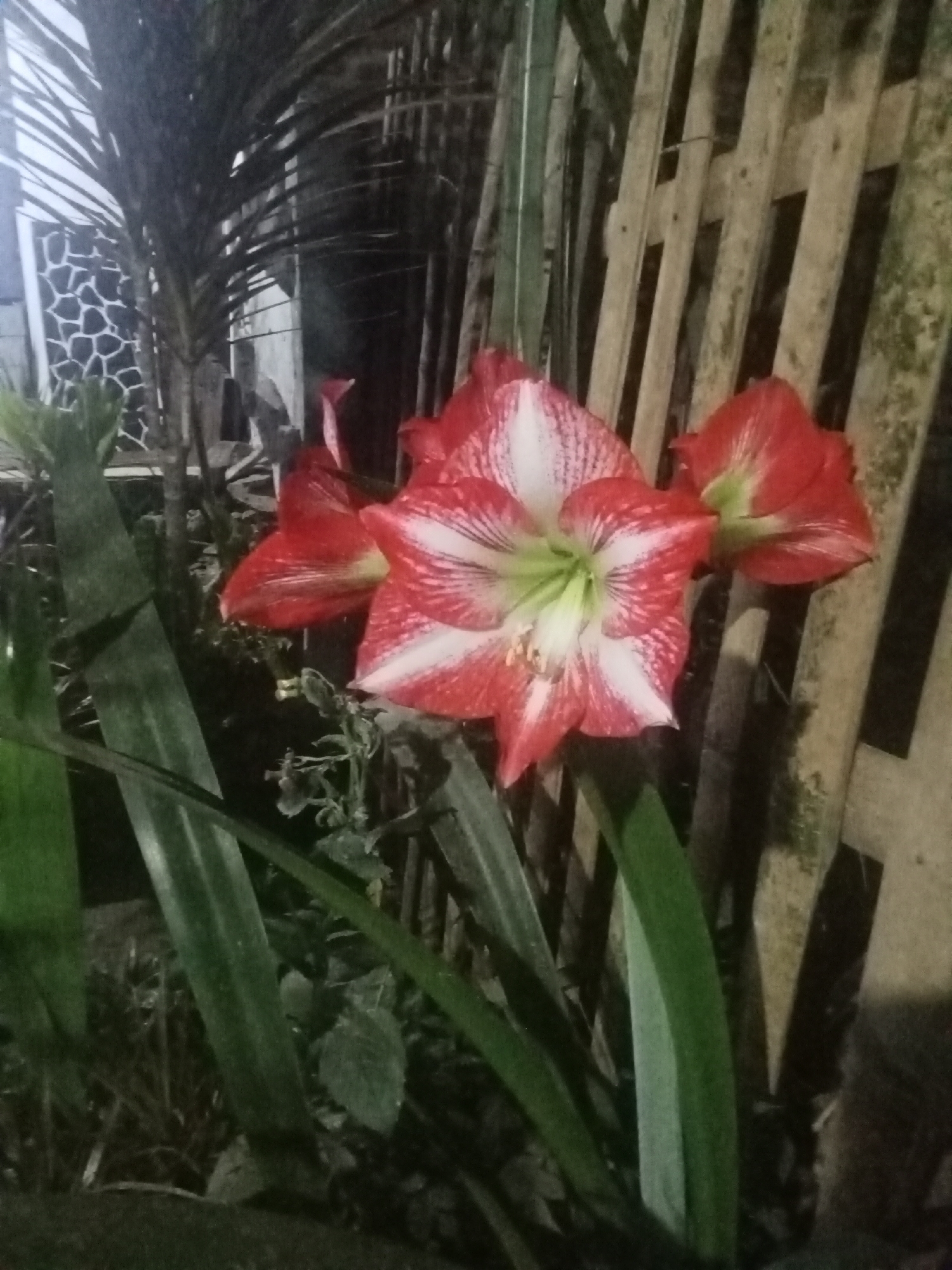 The image depicts a cluster of three red and white amaryllis flowers in the foreground, set against a backdrop of dark foliage and a weathered wooden fence. A palm frond extends from the left, partially obscuring a white wall with a dark, irregular pattern. The scene appears to be outdoors at night, suggested by the artificial lighting casting shadows and highlighting the textures of the flowers and fence. No people or discernible actions are present. The location is identified as Gendro, Indonesia.