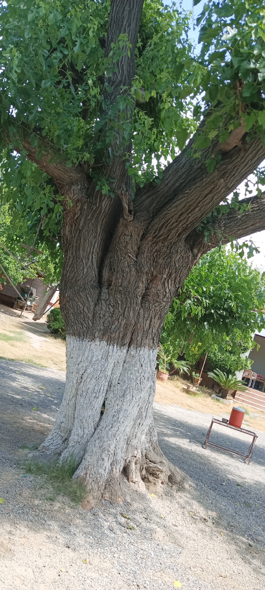 The image shows a large tree in Alam Khan Kalay, Pakistan. The lower portion of its trunk is painted white. The area around the tree is covered in gravel. There are buildings and other vegetation visible in the background. There is a metal bench and a red water cooler nearby. There are no people visible in the image.