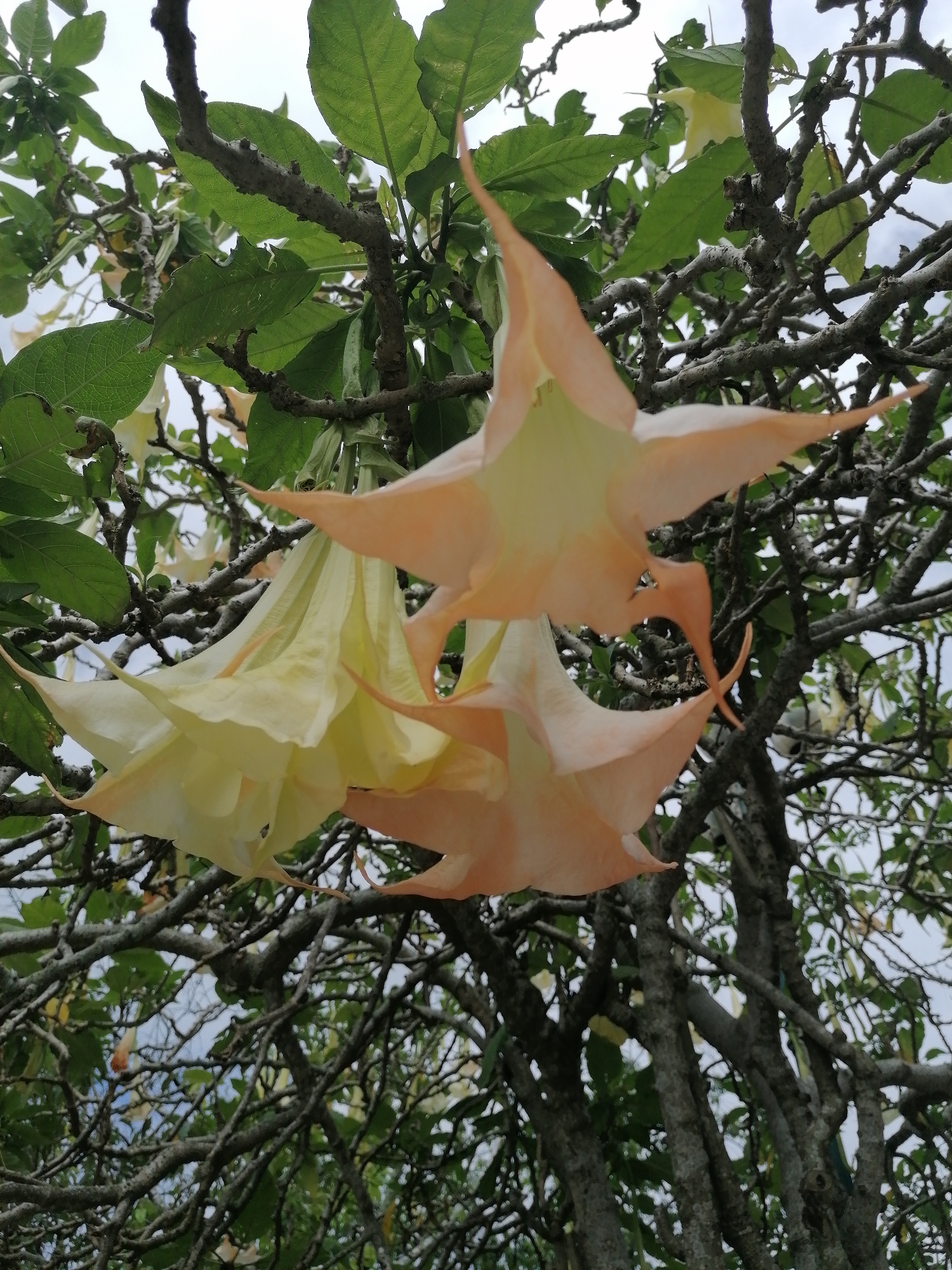 In Da Lat, Vietnam, a close-up shot captures a cluster of Angel's Trumpet flowers (Datura spp.) hanging from branches. The trumpet-shaped blossoms display a gradient of color, transitioning from a pale yellow at the opening to a delicate peach hue towards the tips. The flowers are surrounded by lush green leaves and the gnarled, grey branches of the tree. The background is a blurred expanse of sky and more foliage, suggesting an outdoor, natural setting within the city, possibly in a garden or park. The lighting is diffused, indicating an overcast day or a shaded area. There are no people or animals visible in the frame.