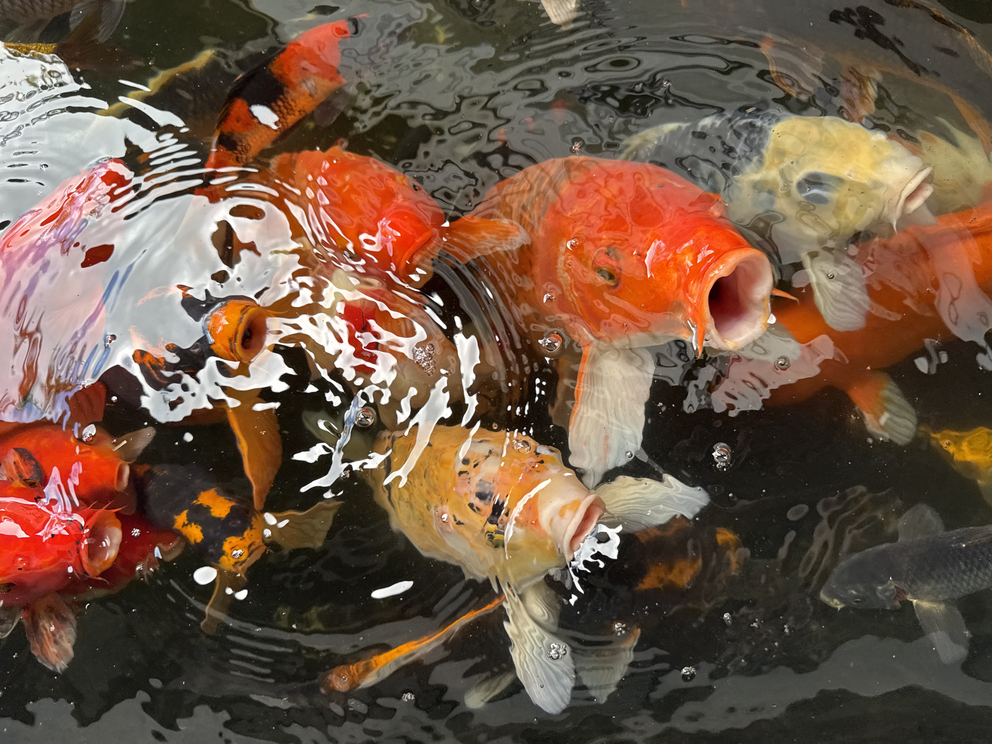 The image depicts a gathering of colorful koi fish in a pond. The fish exhibit various colors, including orange, white, yellow, and black markings. Several fish have their mouths open at the surface of the water. Ripples and reflections are visible on the water's surface. The location is Kuta Selatan, Indonesia.