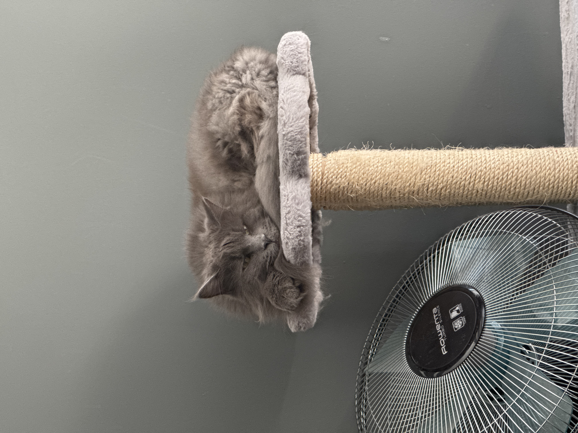 A fluffy, gray cat is sleeping curled up on a round, plush perch, which is attached to a scratching post. The cat is lying on its side with its head resting on its paws. The perch is covered in a soft, gray fabric with a textured edge. The scratching post is made of thick, braided rope. To the left of the cat tree, a metallic oscillating fan is positioned. The fan has a black hub with the "Rowenta Turbo Silence" logo. The background is a plain, solid gray wall. The scene appears to be indoors, likely in a residential setting in Gölbaşı, Turkey.