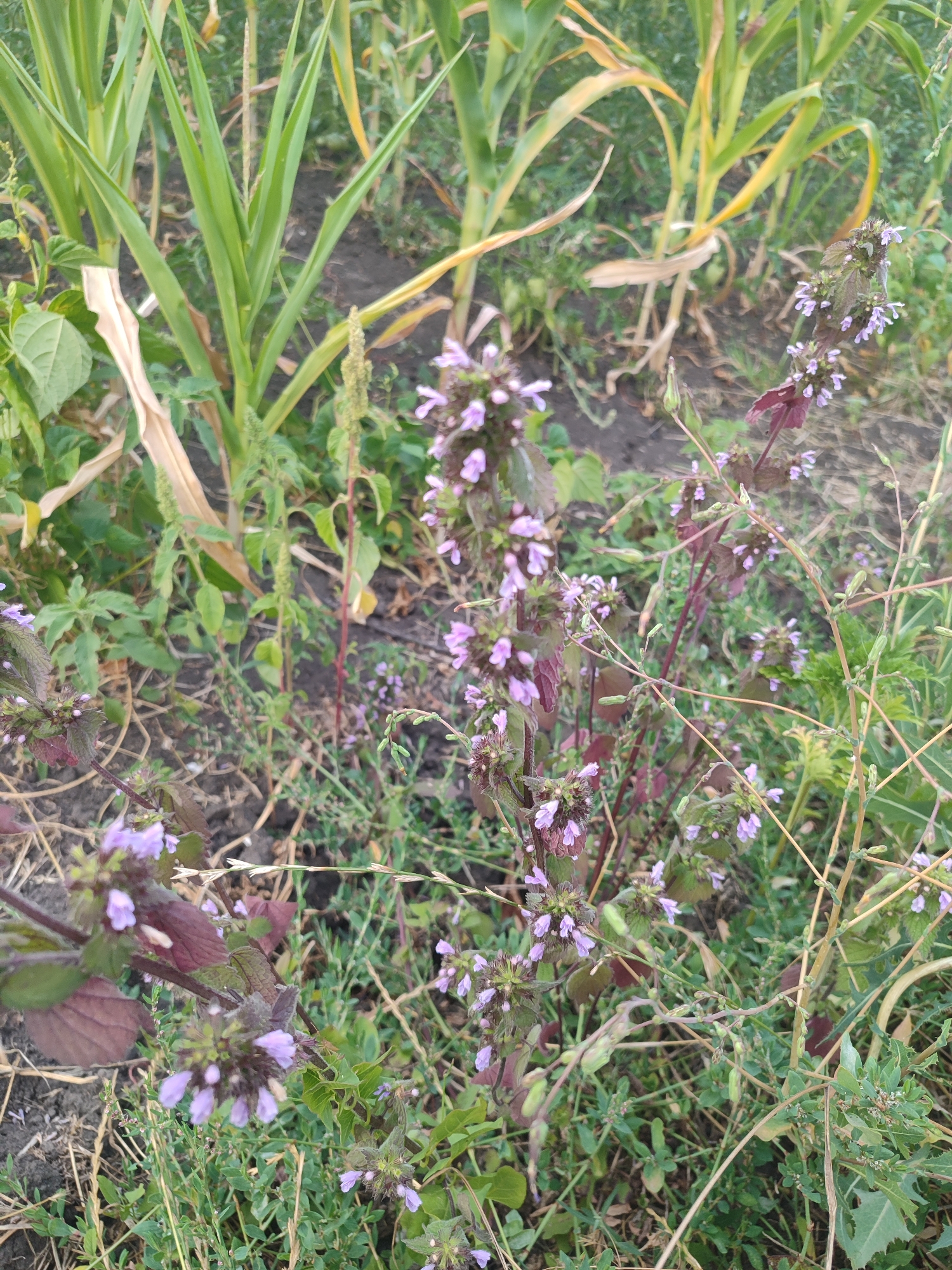 The image depicts a close-up view of a patch of ground covered in vegetation, with a focus on a cluster of purple flowers on a plant with dark stems. The flowers are small and clustered together in whorls along the stem, with some individual flowers beginning to open. The plant has reddish-purple leaves at the base of the flowering stems. In the background, the tall green leaves of corn plants are visible, some of which have yellowing edges, suggesting it may be late in the growing season or that some plants are stressed. The ground itself is dark soil, partially covered by dry grass and other low-lying green plants. The overall scene is natural and appears to be outdoors, likely in a rural or garden setting. There are no people or animals visible in the image.