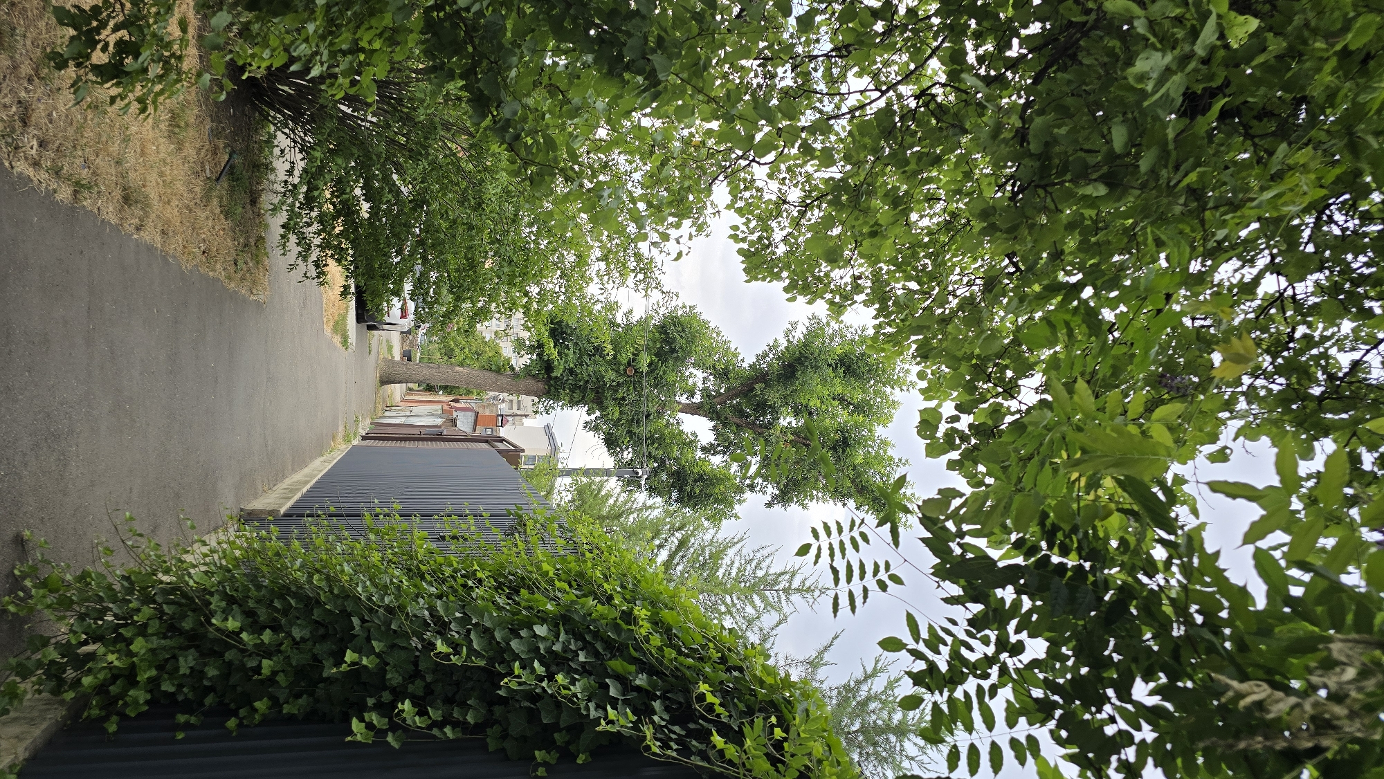 The image depicts a narrow asphalt walkway running alongside a gray metal fence covered in lush green ivy. The walkway is bordered on the left by a dense green bush and dry yellow grass. Further down the walkway, a white car is parked on the left side, partially obscured by foliage. A tall, slender tree with a full canopy of green leaves stands in the middle distance on the left side of the walkway, leaning slightly. Behind the tree and car, several buildings with pitched roofs and apartment buildings with multiple stories can be seen. The sky is overcast with a pale gray hue. The scene is likely a residential area in Krasnodar, Russia, possibly a backyard or side street.