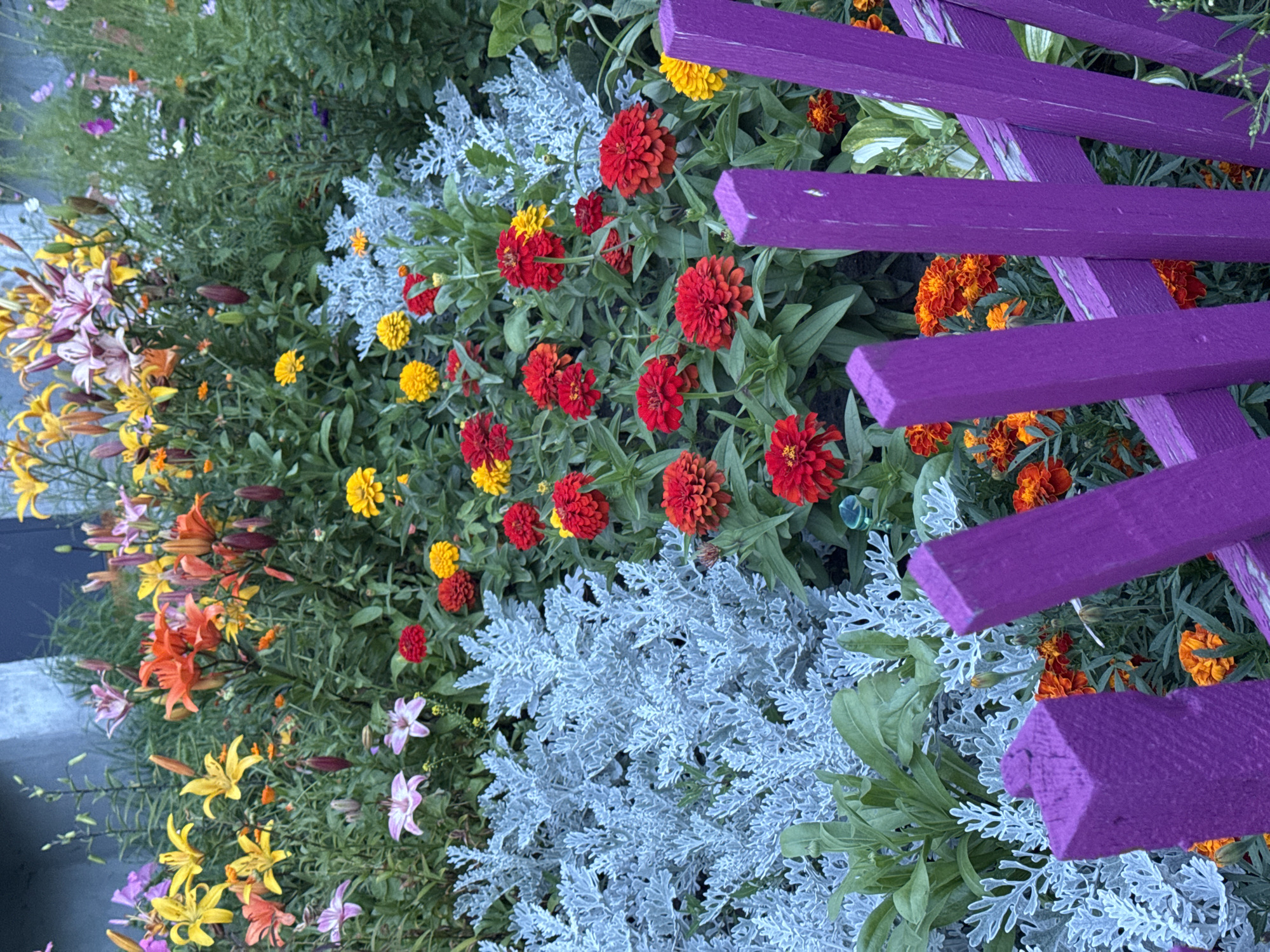 This image depicts a vibrant flower garden with a variety of colorful blooms, including lilies, zinnias, and marigolds. The garden is partially enclosed by a purple wooden fence. The foliage is lush and green, contrasting with the bright colors of the flowers. The scene is set in a city environment, with a building visible in the background, suggesting an urban or suburban setting. The specific location in Angarsk, Russia, is not discernible from the visual information alone. There are no people or animals present in the image, and no specific actions or interactions are taking place. The overall impression is one of a well-maintained and aesthetically pleasing garden.