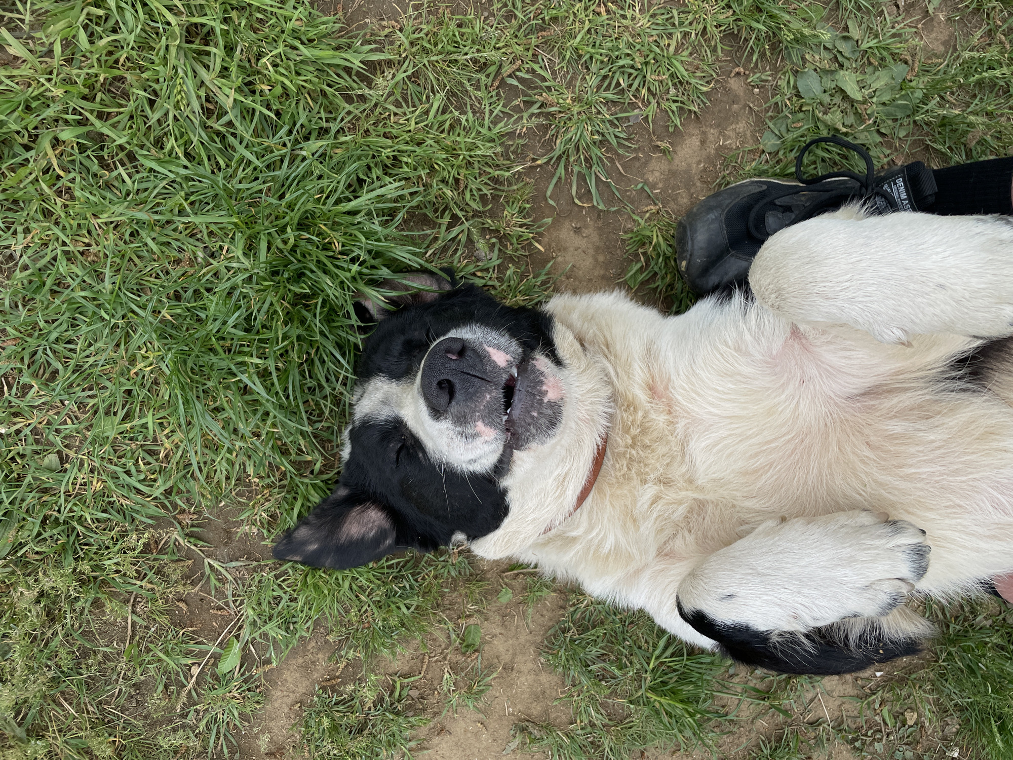 A medium-sized dog is lying on its back on a patch of grass and dirt. The dog has black and white fur and a brown collar. A person wearing black shoes and socks is standing next to the dog. The location of the image is likely outdoors on a lawn with a thin layer of soil, but there is no verifiable evidence of the city of Zlatograd, Bulgaria.