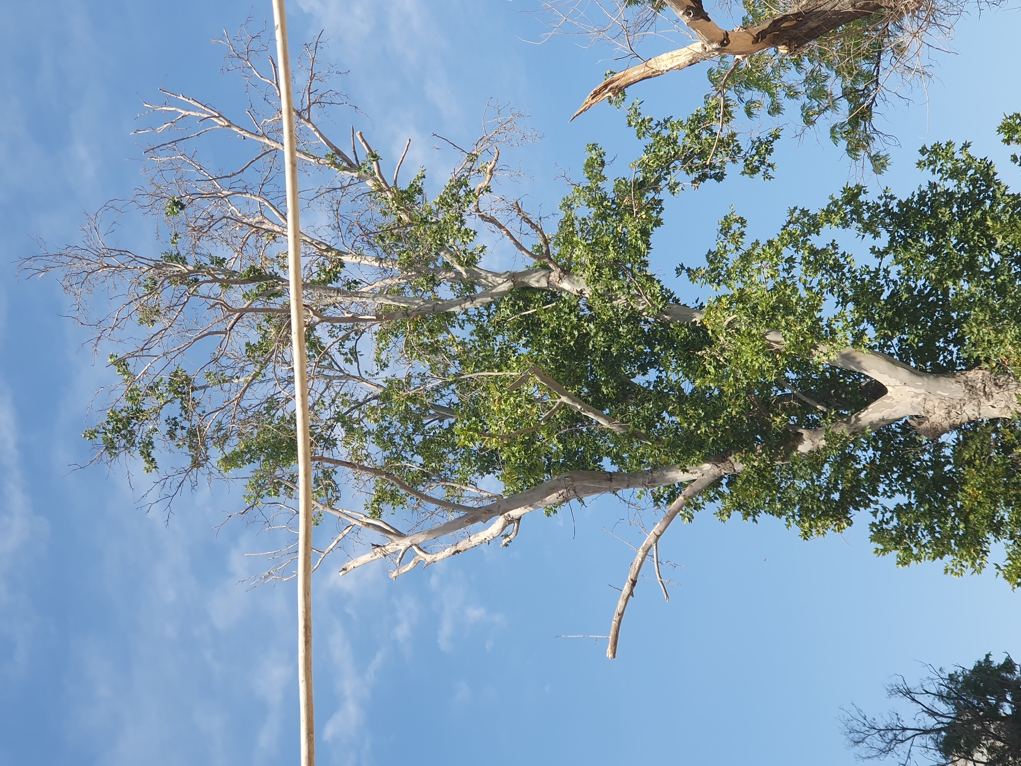 This is a low-angle, medium shot of a tree against a bright blue sky with scattered white clouds. The tree is large with a thick trunk and many branches. Some of the branches are bare and appear dead, while others are covered in green leaves. A light-colored horizontal pole or wire runs across the top of the image, partially obscuring the upper branches of the tree. The tree appears to be a sycamore or plane tree, possibly a Platanus orientalis due to the species' prevalence in Uzbekistan. The scene is likely located outdoors in Tashkent, Uzbekistan, given the visual cues of the sky, clouds, and vegetation typical of the region. There are no people or animals visible in the image. The overall impression is one of a mature tree, possibly showing signs of age or environmental stress, set against a clear, sunny sky.
