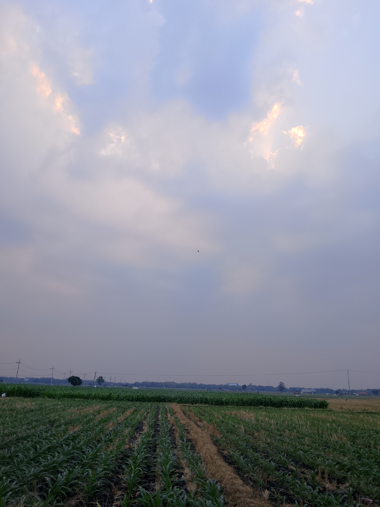 The image captures a rural landscape in Ngadrin, Indonesia, under a partly cloudy sky with hints of sunlight breaking through. In the foreground, rows of green crops, likely corn, stretch across the scene. Some of the stalks appear to be dry and yellowed, suggesting a harvest or a field in transition.

Beyond the fields, a flat horizon is dotted with power lines supported by utility poles, and a few scattered trees and small structures. A single bird is visible in flight high in the sky. The overall atmosphere is serene, with the soft light and the vast expanse of the fields creating a sense of calm. The image appears to have been taken during either early morning or late afternoon, given the lighting conditions.