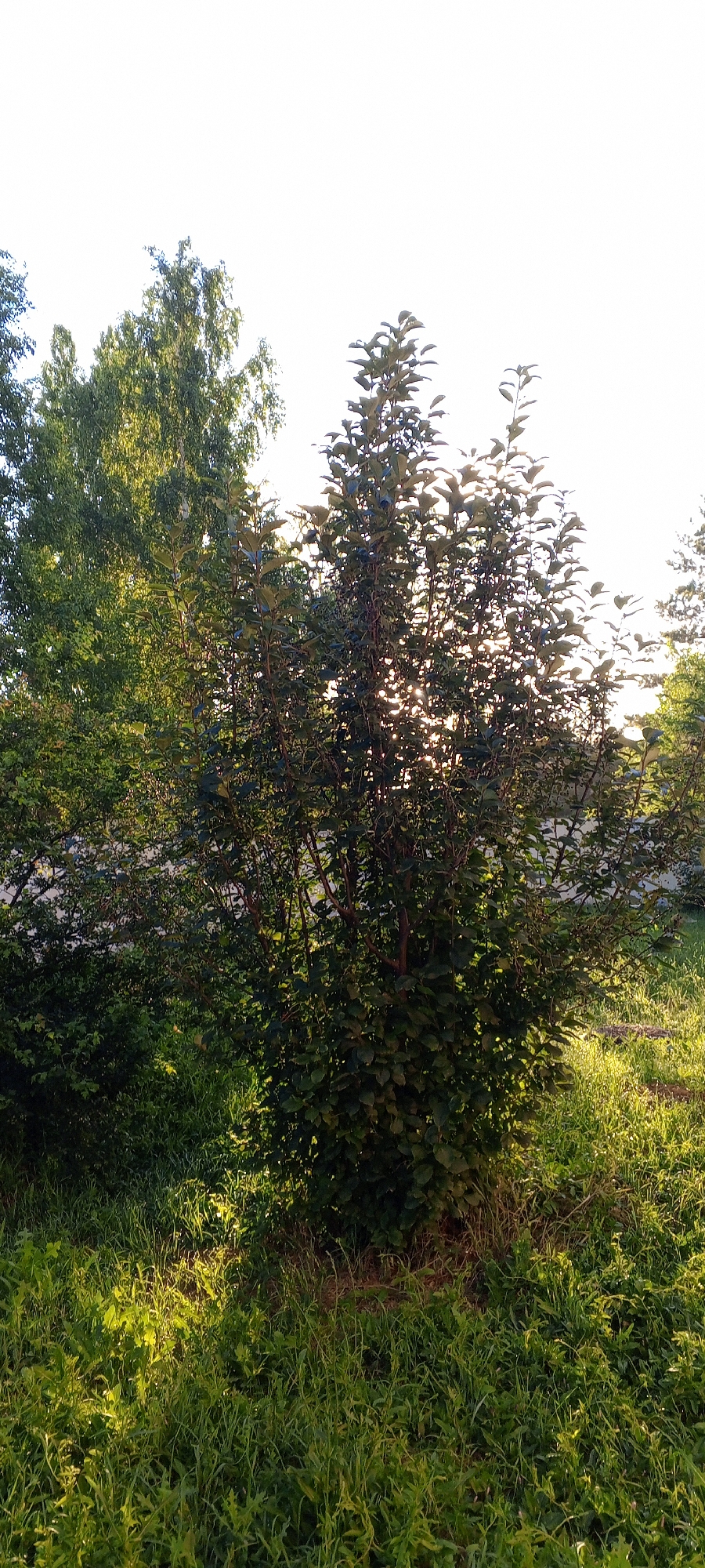 A full-shot photograph captures a dense, leafy tree with dark green foliage and thin, reddish-brown branches in the foreground. The tree is positioned in the center of the frame, with a tall, slender tree with lighter green leaves to its left. The background is dominated by a bright, white sky, suggesting it is a clear day. The ground is covered in lush, green grass, illuminated by sunlight filtering through the trees, creating a dappled effect. The scene appears to be an outdoor environment, possibly a park or a garden. The image was taken in Mikhailovskii, Russia.