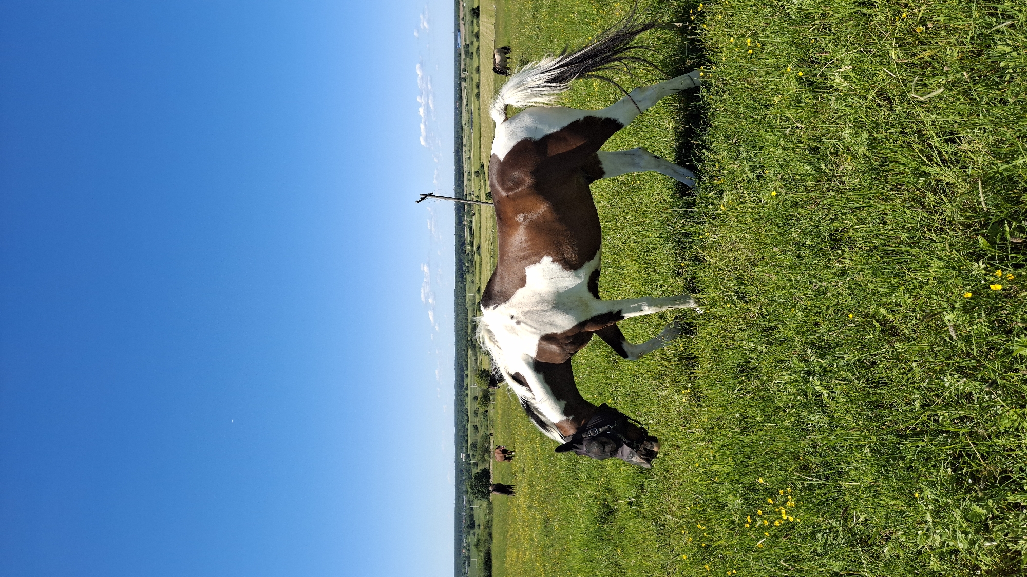 A pinto horse with a black fly mask grazes in a bright green, sunlit meadow dotted with small yellow wildflowers. The horse is predominantly brown with large white patches. In the background, several other horses are visible, appearing as dark silhouettes against the field. The landscape extends to a distant tree line under a vast, clear blue sky with a few faint white clouds. The location is identified as Kaporskoe, Russia.