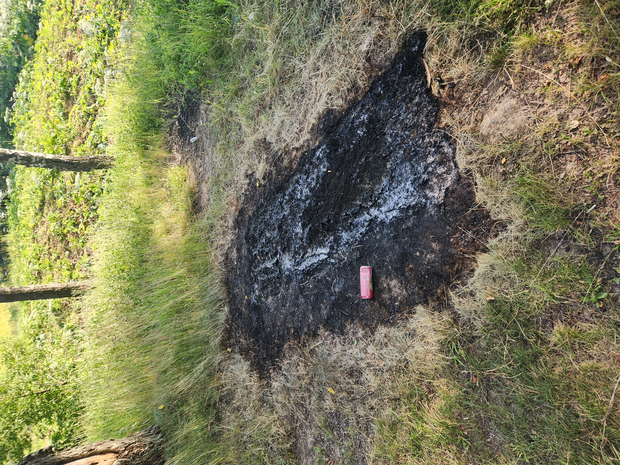 The image depicts a patch of burned grass and soil in an outdoor setting. The burned area is irregular in shape, with black ash and some white residue covering the ground. Surrounding the burned patch is dry, light brown grass and vibrant green grass. A single red soda can with a green logo is placed on the burned ground. In the background, there is more lush green vegetation and the trunks of trees, suggesting a natural or park-like environment. The lighting suggests it is daytime, with sunlight illuminating the scene. The overall impression is one of environmental damage, possibly from an uncontrolled fire, with a discarded beverage container as a notable detail within the aftermath.