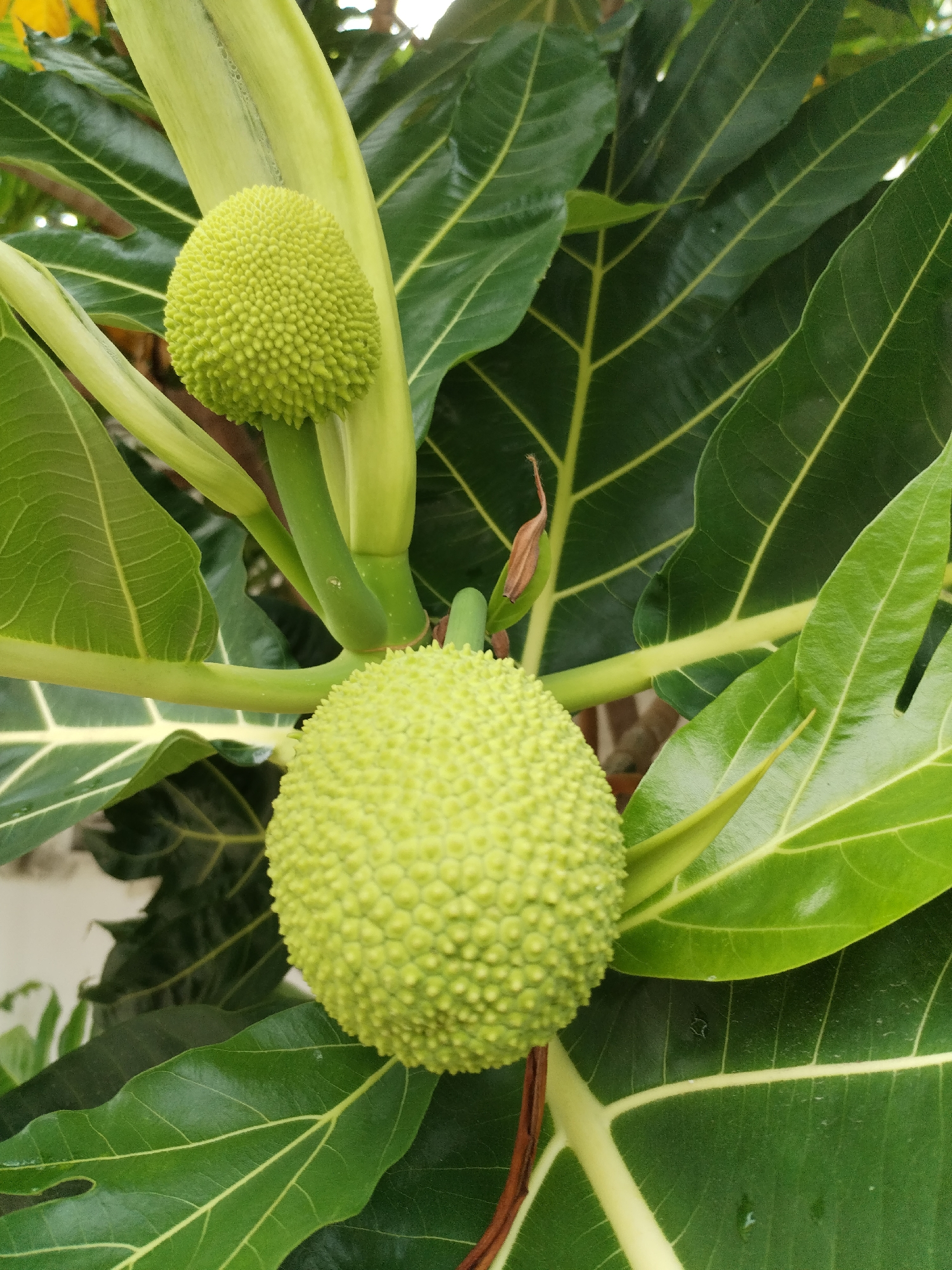 Close-up shot of a breadfruit tree featuring two young breadfruits, surrounded by large, deeply lobed green leaves with light green veins. The larger fruit is round and textured with small, closely packed nodules. The smaller fruit is situated higher on the branch and has a similar knobby texture. The leaves are prominent, displaying a waxy sheen and distinct venation patterns. The location is inferred to be Nam Nha Trang Ward, Vietnam. No people or other objects are visible in the scene.