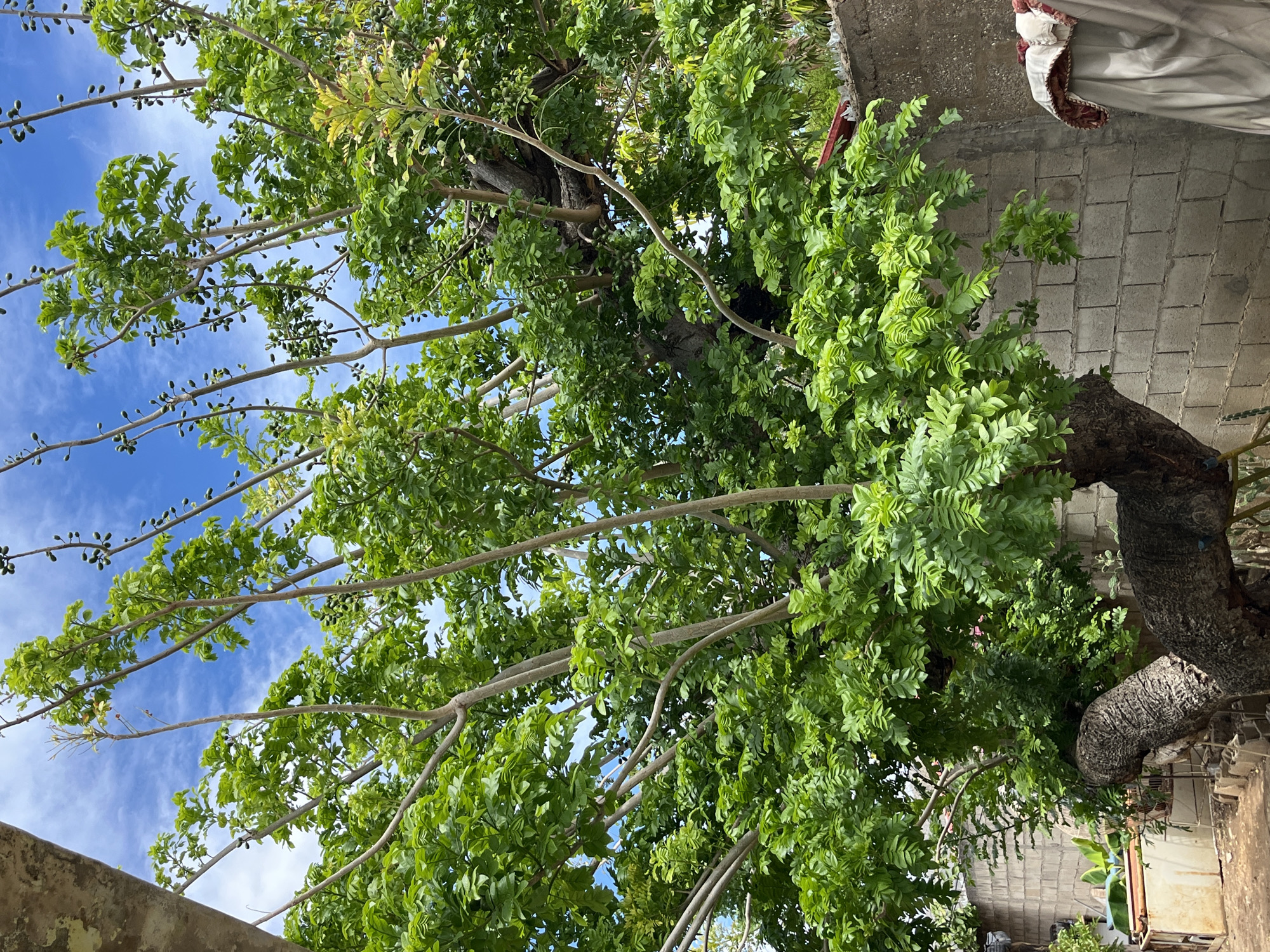 In Juan Griego, Venezuela, a mature tree with a thick, gnarled trunk dominates the scene, its branches reaching towards a bright blue sky dotted with white clouds. The tree is laden with clusters of small, dark green, oval-shaped fruits, suspended from thin stems. Lush, bright green foliage forms a dense canopy, obscuring much of the background.
To the right of the tree, a grey, cinder block wall extends horizontally, forming a boundary. A piece of draped fabric, featuring a red and white patterned trim, is visible against the wall, partially obscuring a lighter colored fabric underneath.
In the lower left portion of the image, a light-colored metal structure, possibly a bin or container, is partially visible, situated on the ground. Beyond this, a glimpse of vegetation can be seen. The ground appears to be a mixture of dirt and small stones. The overall impression is a backyard or outdoor space in a tropical or subtropical climate.