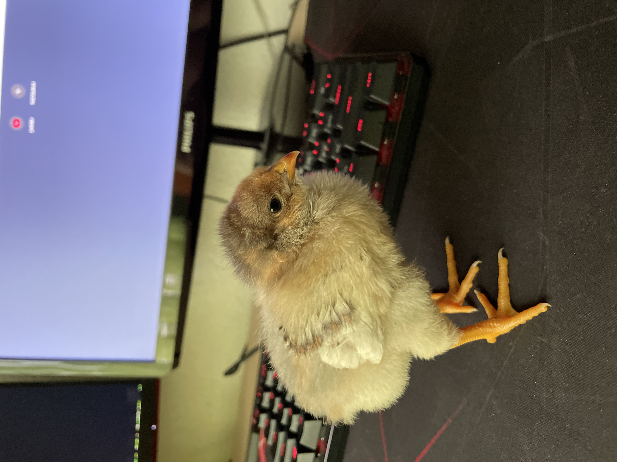 A fluffy chick stands on a dark mousepad or desk, positioned in front of a mechanical keyboard with red backlighting. The chick faces slightly to the left, looking upwards towards a brightly lit computer monitor. Its plumage is a mix of light yellow and white, with brownish-grey feathers on its head and back. It has small dark eyes and a yellowish-orange beak with a sharp, darker tip. Its bright orange legs and feet, tipped with small white claws, are spread out on the dark surface.
The setting appears to be an indoor computer workstation. The monitor, a Philips brand, displays a light blue-grey screen with two notification icons: a white icon showing a red circle with a "1" next to it, and another red circle with an exclamation mark also paired with a "1". Part of a second, darker screen is visible below the main monitor. No people are visible. The lighting suggests an indoor environment, possibly with artificial light emphasizing the keyboard's red glow. The overall scene is a curious juxtaposition of a farm animal in a modern tech setting.
The image was taken in Zlatograd, Bulgaria.