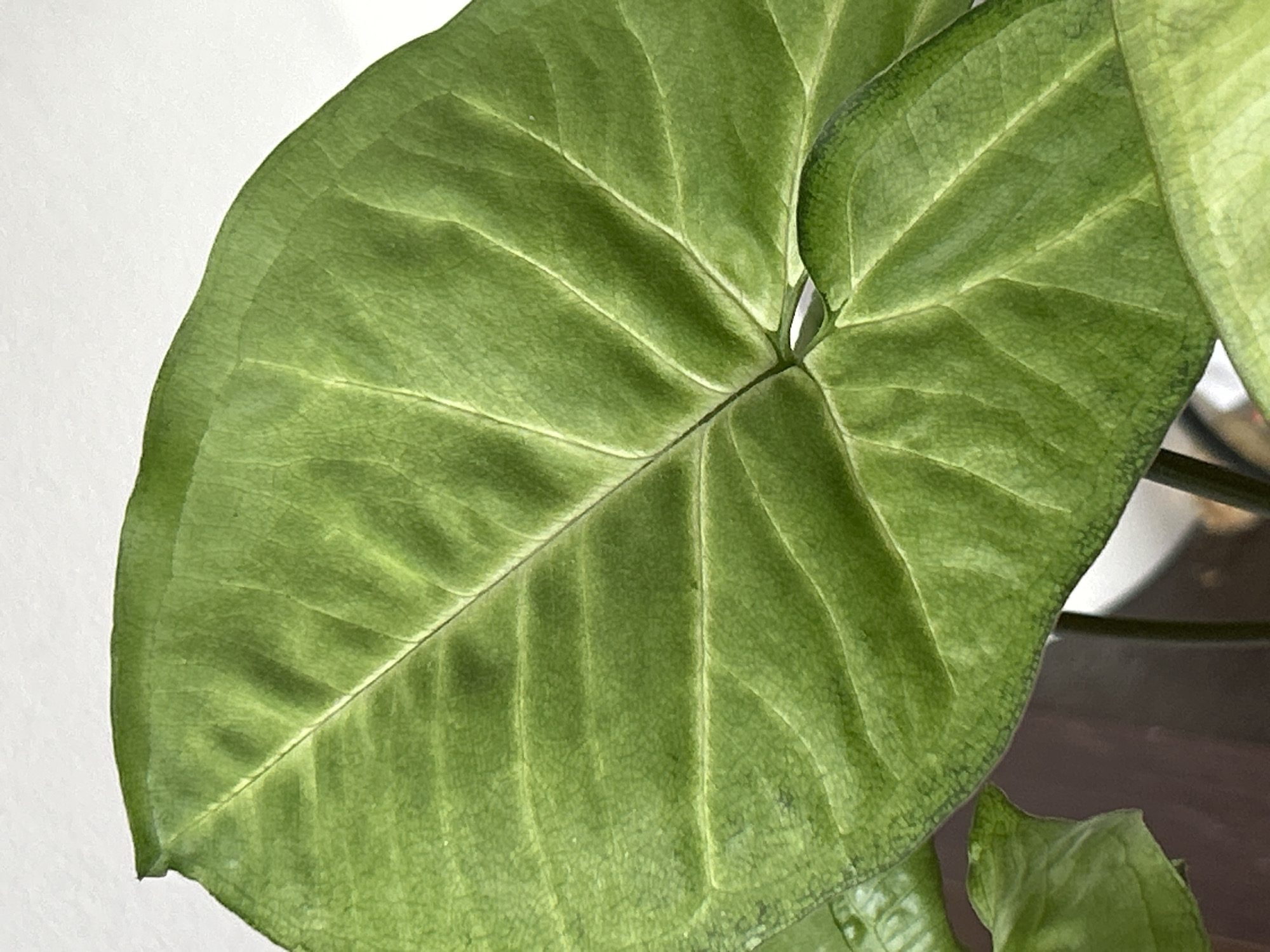 This is a close-up, eye-level, studio shot of a bright green, arrowhead-shaped leaf, likely from a Syngonium plant, set against a plain white background. The leaf exhibits prominent, lighter green veins forming a network across its surface, and its edges are slightly wavy. The lighting is even and diffused, highlighting the texture of the leaf. There are no people, animals, or other objects visible in the frame, and the setting is devoid of any identifiable environmental context. The image is cropped tightly on the leaf, obscuring any potential background elements such as a room, furniture, or outdoor scenery. There is no information in the image to suggest its location in Tczew, Poland.