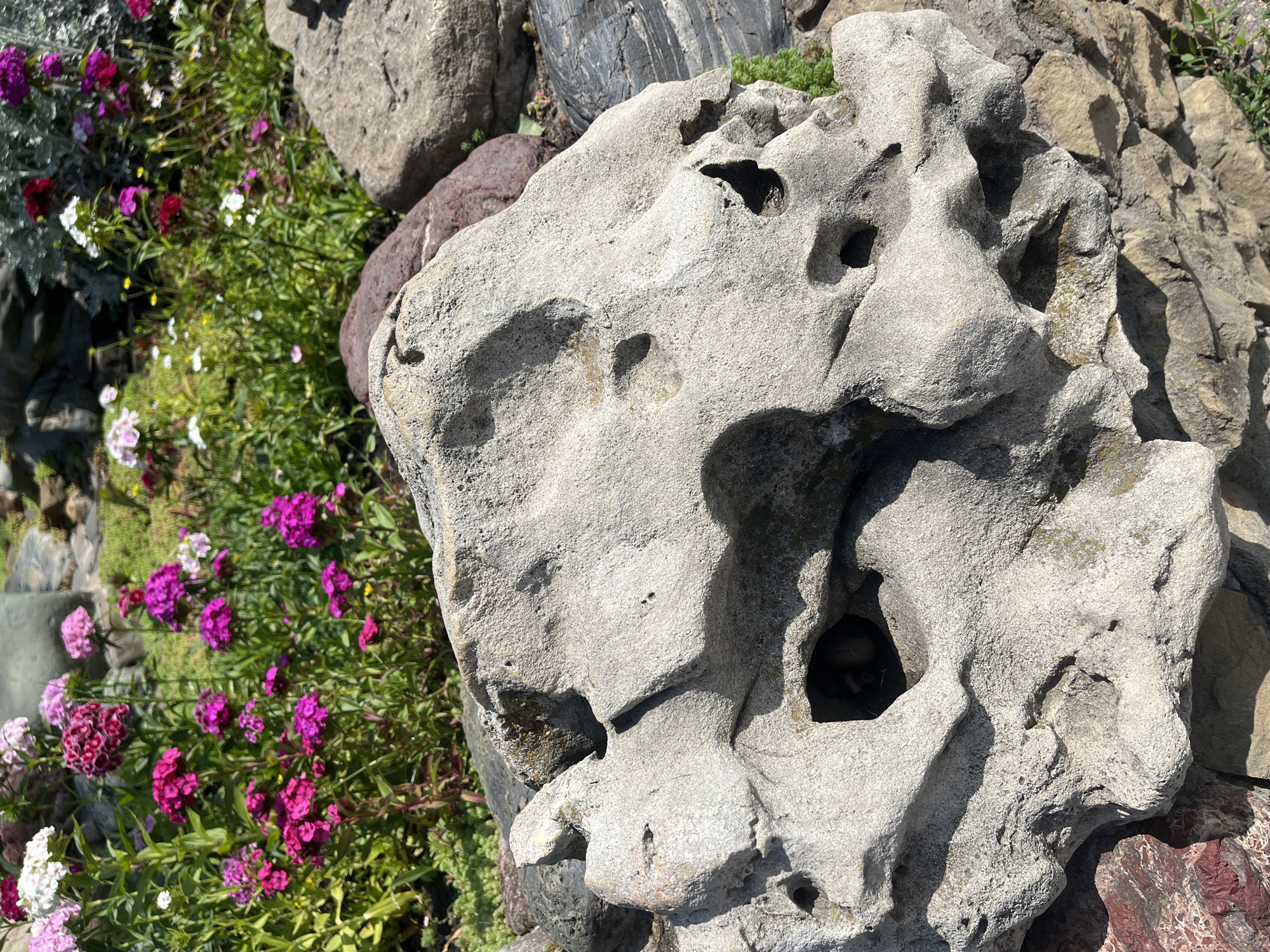 The image presents a close-up of a rock garden setting. A large, light-gray, porous rock dominates the right side of the frame, featuring multiple holes and cavities throughout its surface. Adjacent to the rock, and to the left, is a patch of green ground cover interspersed with small purple, white, and red flowers. Further background elements include other rocks of varying sizes and colors (gray, dark gray, red) placed around the flower patch and the main rock. The setting appears to be outdoors and is bathed in sunlight. This image was taken in the city of Krasnodar, Russia.