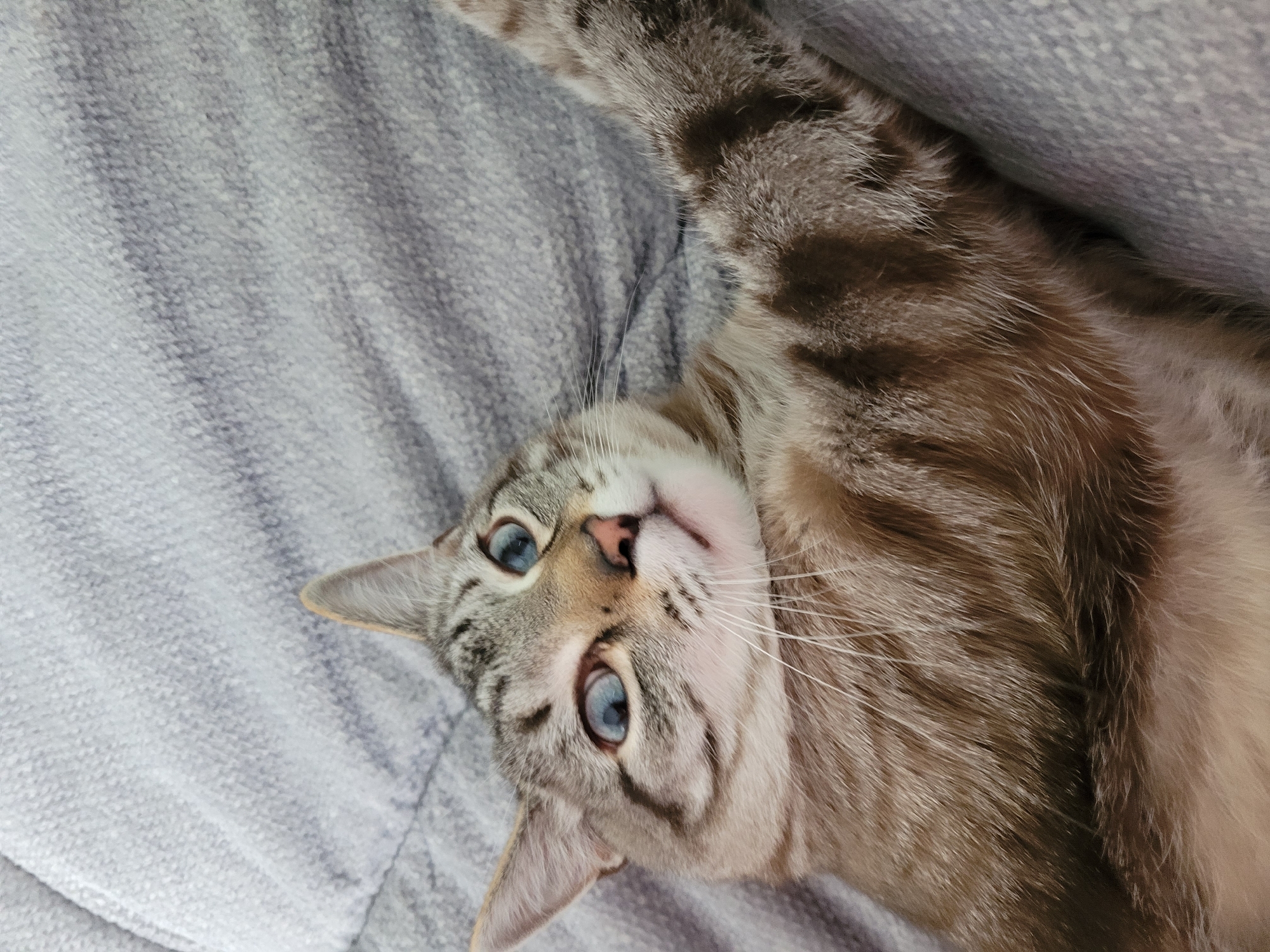 A lynx-point Siamese cat with striking blue eyes is lying on its back on a textured gray surface, likely a blanket or sofa. The cat is facing upwards and to the left, with its right paw extended towards the camera. Its fur is a mix of cream, brown, and gray tabby markings, with darker stripes prominent on its legs and tail. The cat's mouth is slightly open, revealing its tongue, and its whiskers are long and white. The background is a soft, out-of-focus gray texture, suggesting a domestic indoor setting. There is no indication of the cat's location within Kyiv, Ukraine, or any other specific location.