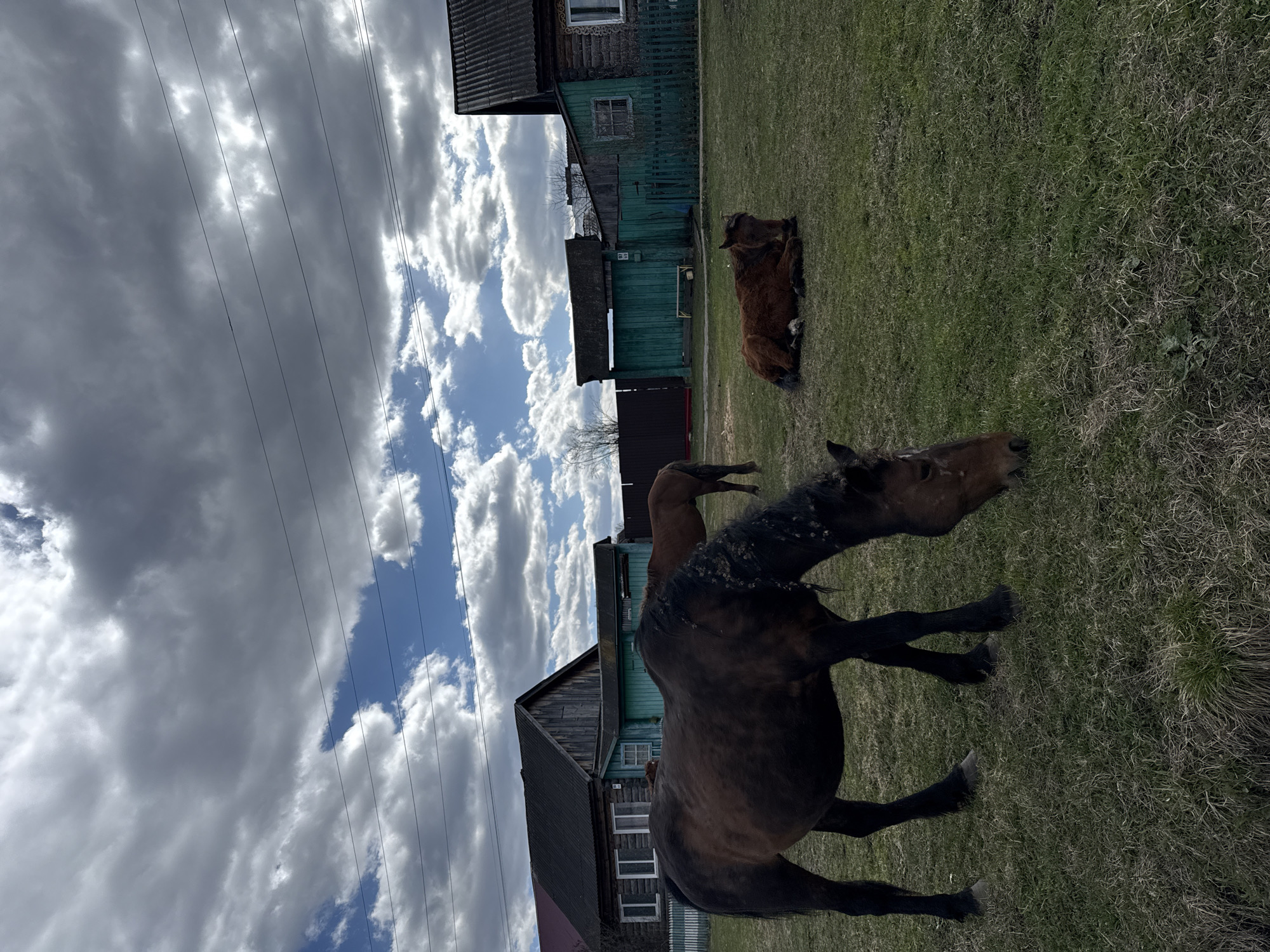 This image depicts a rural scene in Tyulyuk, Russia, featuring two horses amidst a village backdrop under a partially cloudy sky. In the foreground, a dark brown horse stands on grassy ground, its head raised and turned slightly to the right, with its mane appearing somewhat dishevelled. To the left and slightly behind it, a reddish-brown horse is lying down on the patchy green and dry grass.
The background consists of several old wooden houses, painted in faded green and natural wood tones, suggesting traditional rural architecture. Fences are visible in front of and between some of the structures. The overall setting is a rustic outdoor environment, possibly a common grazing area or a large yard.
The sky is a prominent feature, showcasing a mix of fluffy white and denser grey clouds, with patches of bright blue sky visible. Sunlight filters through the clouds, illuminating parts of the landscape. Several power lines stretch diagonally across the upper portion of the frame. The time of day appears to be daytime, likely late morning or afternoon, given the natural light. No visible text is present.