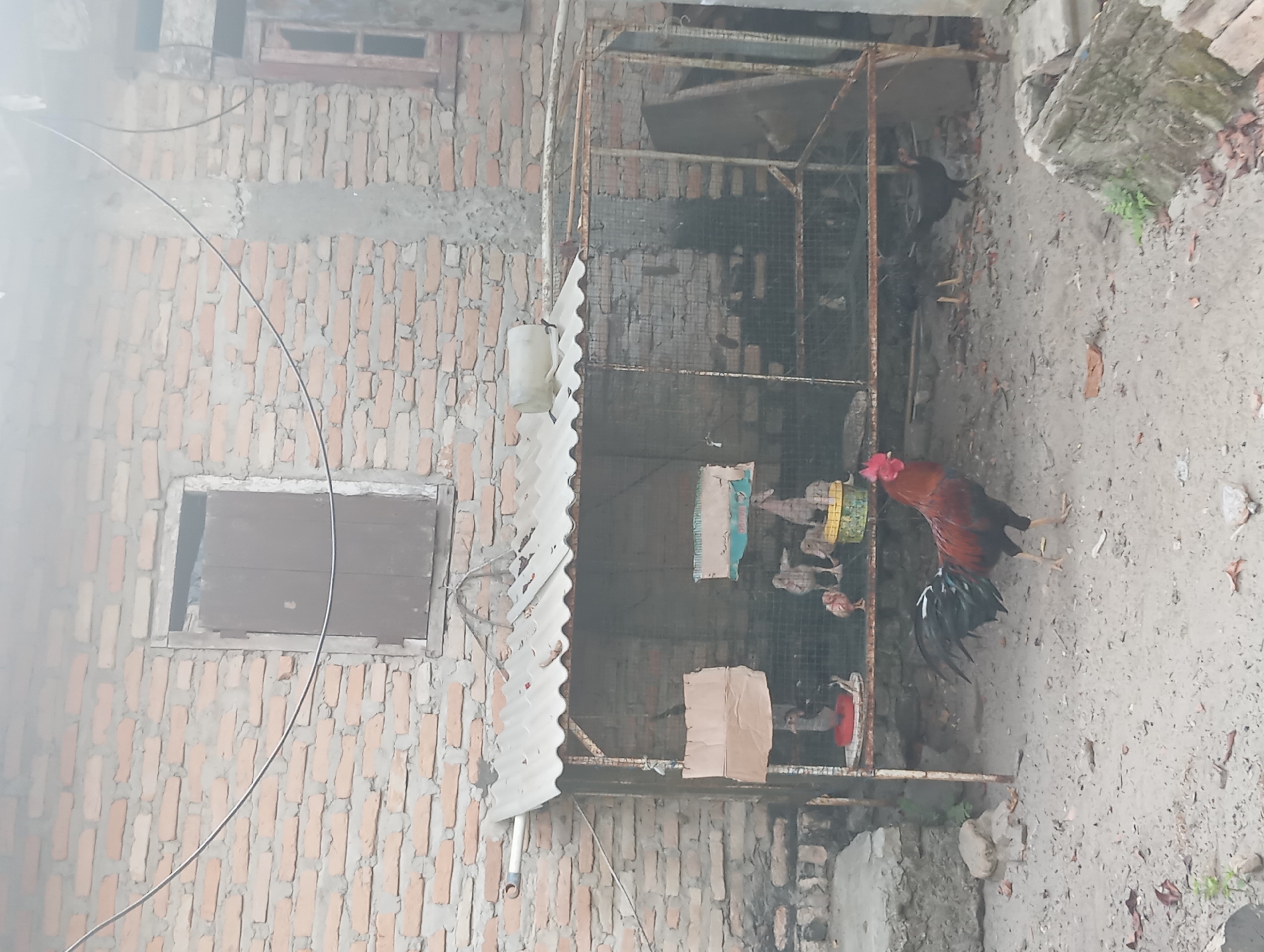 The image depicts a rural scene outside a brick building in Dente Teladas, Indonesia. A chicken coop with a corrugated metal roof is in the center, housing several chickens and chicks. A rooster stands in the foreground to the left, facing right. The ground is sandy and littered with dry leaves. The brick building has two windows, one with wooden shutters. The environment appears weathered and somewhat neglected, with some visible debris and rust on the coop.