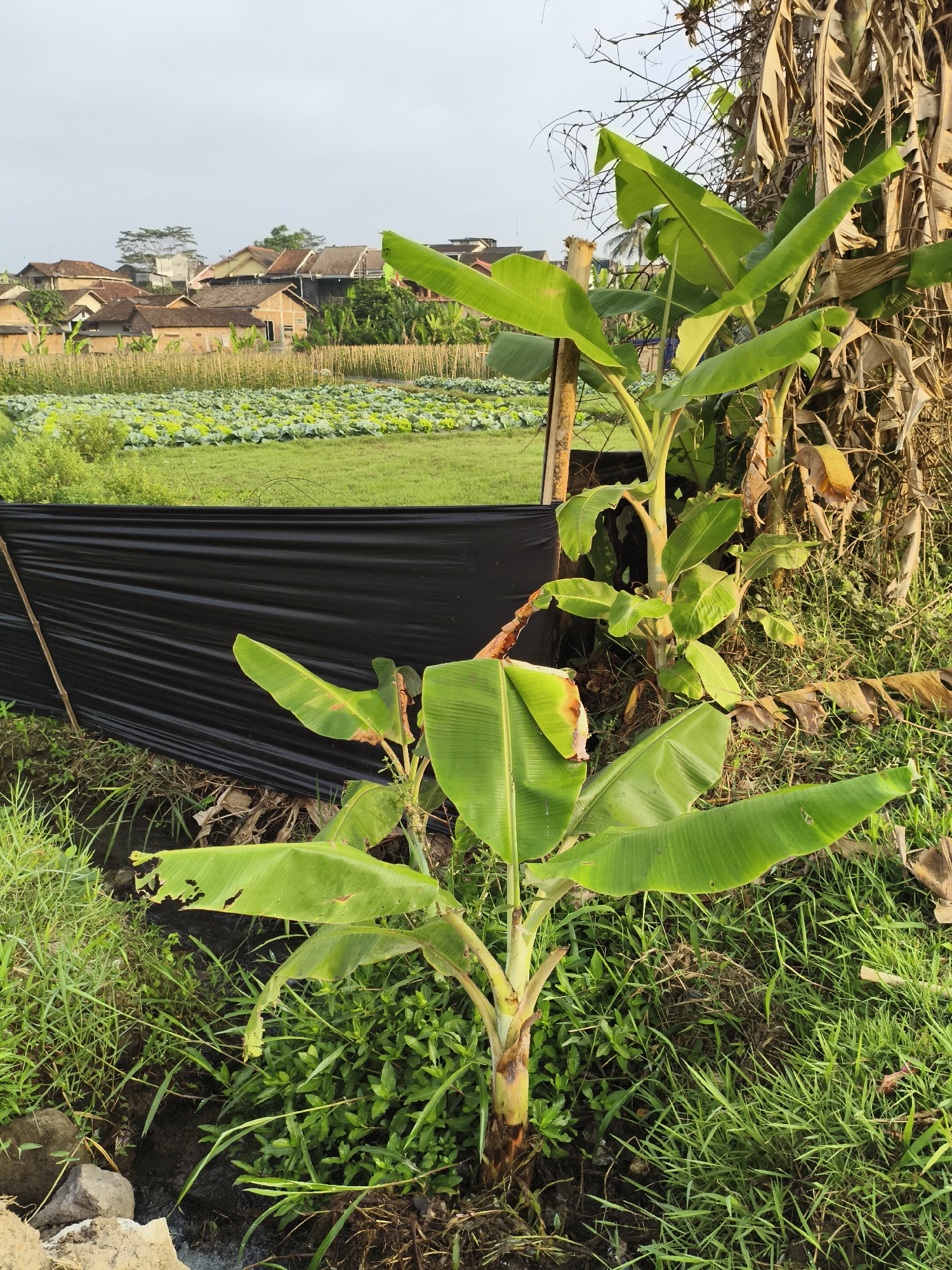 The image captures a banana plant in the foreground, with its vibrant green leaves reaching towards the sky. Behind the banana plant, a field of green crops, possibly vegetables like cabbage, stretches into the distance. Several houses with tiled roofs are visible in the background, nestled amongst trees and a hazy sky. A black plastic sheet is draped over a fence in the middle ground, creating a stark contrast with the natural surroundings. The scene appears to be set in a rural area on the outskirts of Magelang, Indonesia, likely a residential area adjacent to agricultural land. The lighting suggests it might be early morning or late afternoon, with soft, diffused sunlight casting a warm glow on the landscape. There are no people visible in the image, but the presence of houses suggests a populated area. The overall impression is one of peaceful coexistence between human settlements and nature.