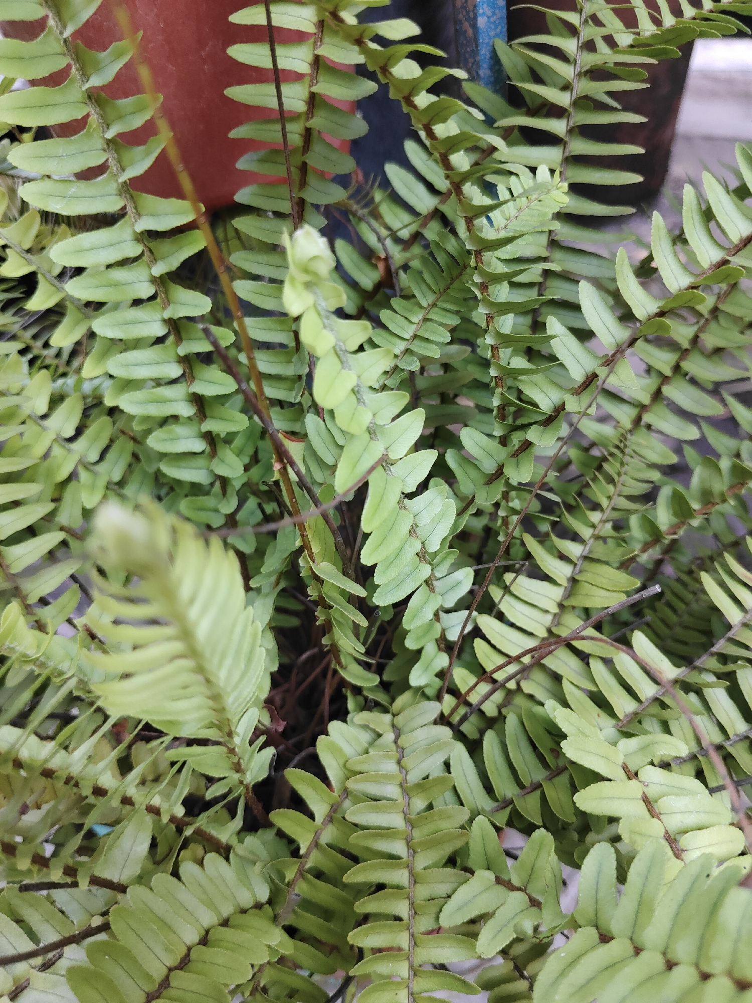 This is a close-up, eye-level, outdoor shot of a lush green fern plant. The fronds are numerous, overlapping, and exhibit a vibrant green hue with slightly lighter new growth. The texture of the leaves is finely serrated. Dark brown stems create a dense network within the plant. The background is softly blurred, revealing hints of a reddish-brown pot, a dark textured surface, and a hint of a blue pole. The overall impression is one of abundant plant life in a partially shaded environment. No people are visible, and no specific location in Surabaya, Indonesia can be identified from the image itself.