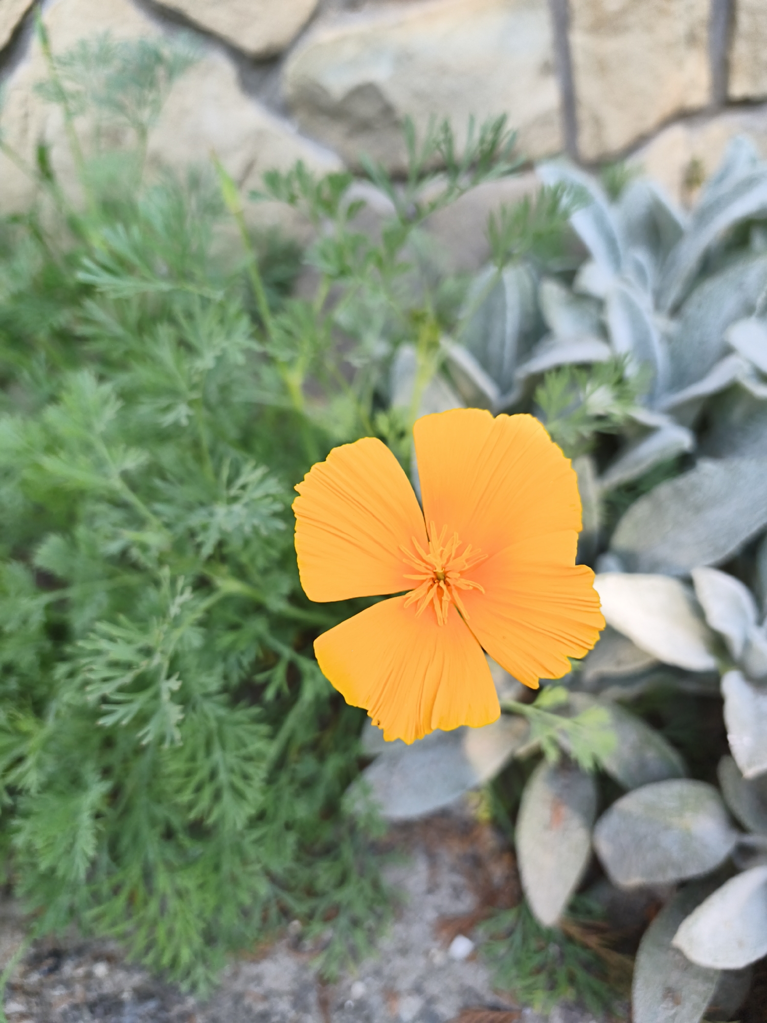 An orange California poppy is in full bloom, with its petals unfurled and its center visible. The flower is positioned to the right of the frame, surrounded by lush green foliage on its left and soft, fuzzy grey leaves on its right. In the background, a wall constructed from large, irregularly shaped stones is visible. The scene appears to be a garden in Ternopil, Ukraine, where the bright orange of the poppy stands out against the natural textures of the surrounding plants and stone.