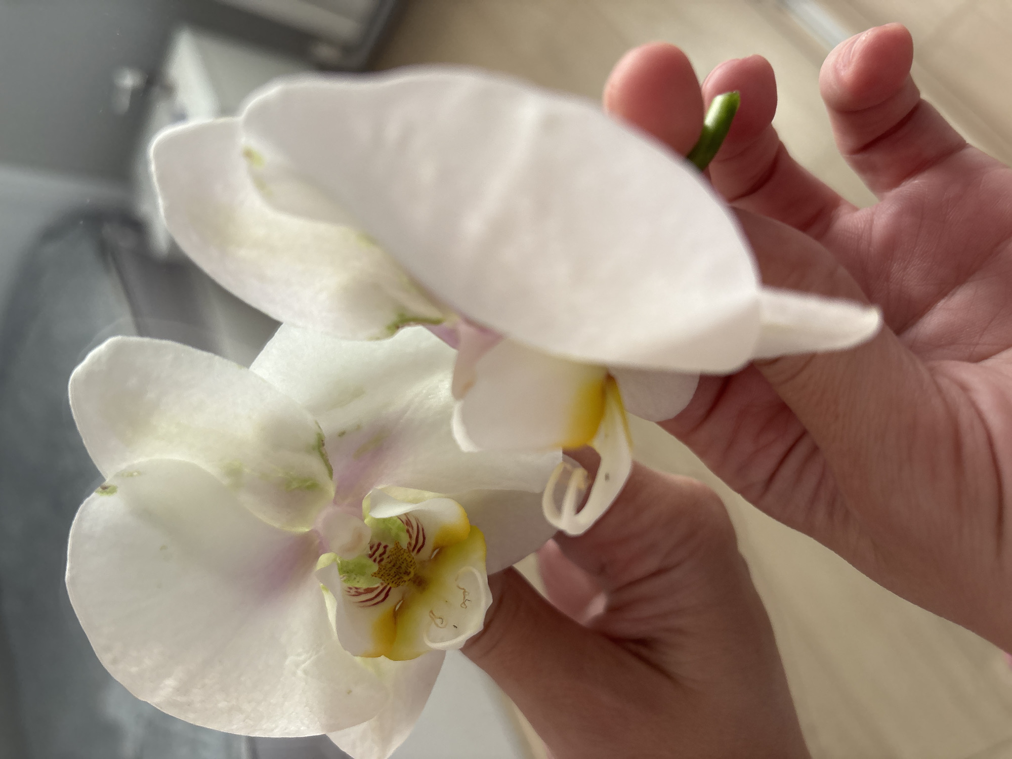 A close-up photograph captures two white orchid flowers gently held by a person's hands. The hands, visible on the right side of the frame, have light-toned skin with visible creases, and appear to be carefully cradling the blooms and a short green stem. The orchids are primarily white, with the lower flower showing more detail, including intricate yellow and reddish-brown patterns on its labellum (lip) and faint green markings on some petals. The upper orchid is slightly out of focus, creating a sense of depth. The background is soft and blurred, featuring muted grey and light beige tones, suggesting an indoor setting with bright, natural light, possibly from a window. No text is visible in the image. The scene takes place in Chaikovsky, Russia.