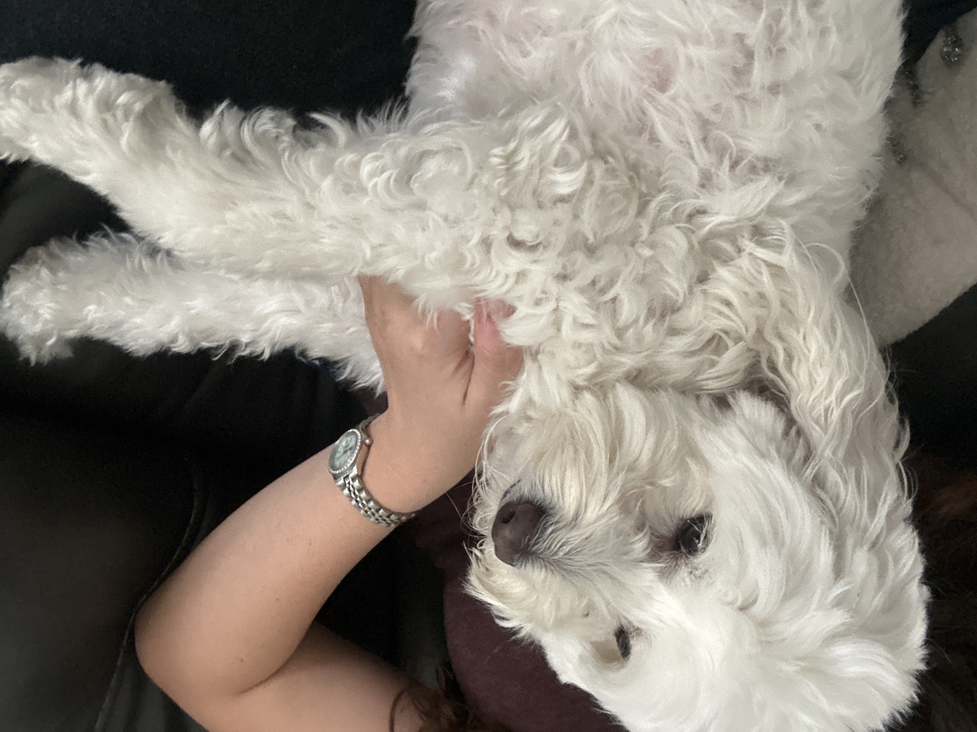 A white, fluffy dog is lying on its back on a dark surface, possibly a couch or chair. A person's arm, wearing a watch, is visible beneath the dog. The location is unknown.