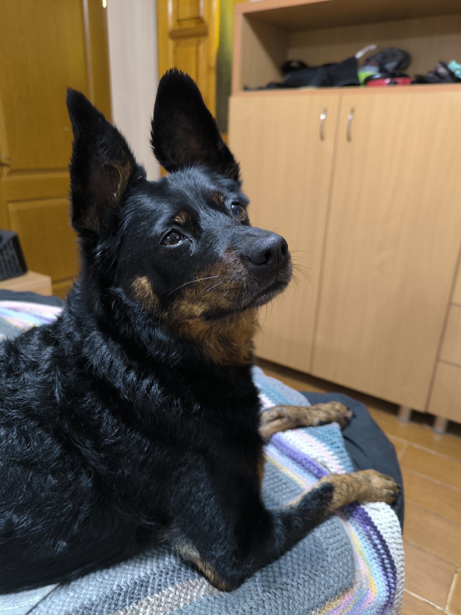 A black and tan dog with large, erect ears is lying down on a multi-colored blanket indoors. The dog is looking upwards and to the right. Behind the dog, there is a wooden cabinet with shelves containing various items. The room appears to be a domestic setting, possibly a living room or bedroom. The lighting is warm and natural. The image was taken in Mykolaiv, Ukraine.