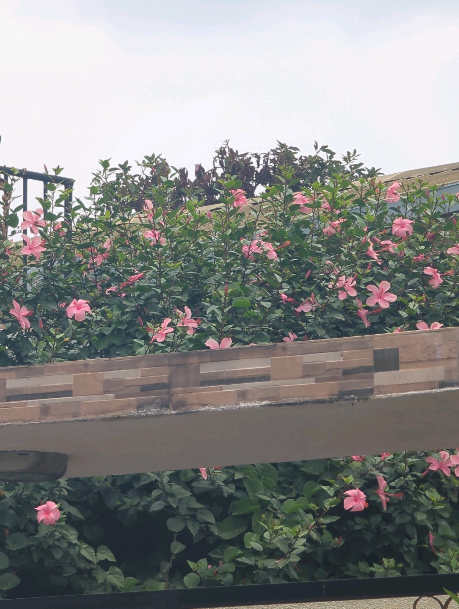 In Musanze District, Rwanda, a photograph captures a lush green hedge adorned with numerous bright pink hibiscus flowers. The hedge is situated behind a textured, light-colored wall constructed from rectangular tiles in varying shades of beige and brown. Above the hedge, a building with a brown roof is partially visible, suggesting an urban or suburban setting. The sky above is a bright, overcast white, indicating daylight conditions. The foreground of the image features a dark metal railing, further defining the outdoor space. There are no people visible in the frame.