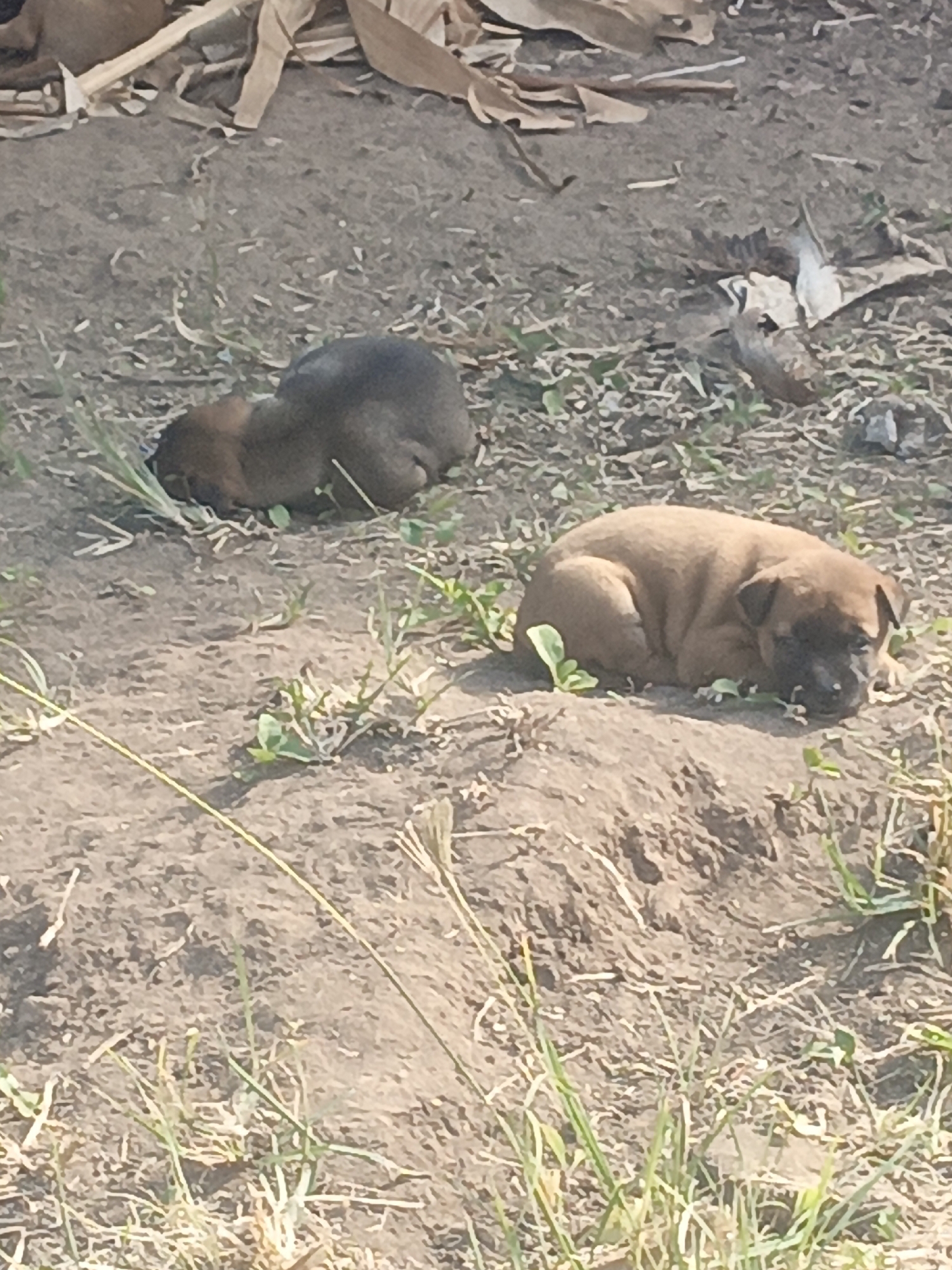 In Solor Barat, Indonesia, two puppies are resting on the ground. One puppy, a darker brown color, is curled up in the foreground. Its head is resting on its paws, and its eyes are closed. The other puppy, a lighter brown color, is lying a short distance away. It is also curled up, with its head tucked under its body. Both puppies appear to be asleep. The ground is covered in dry leaves and grass, and there are some scattered pieces of debris. The overall scene is one of peace and tranquility.