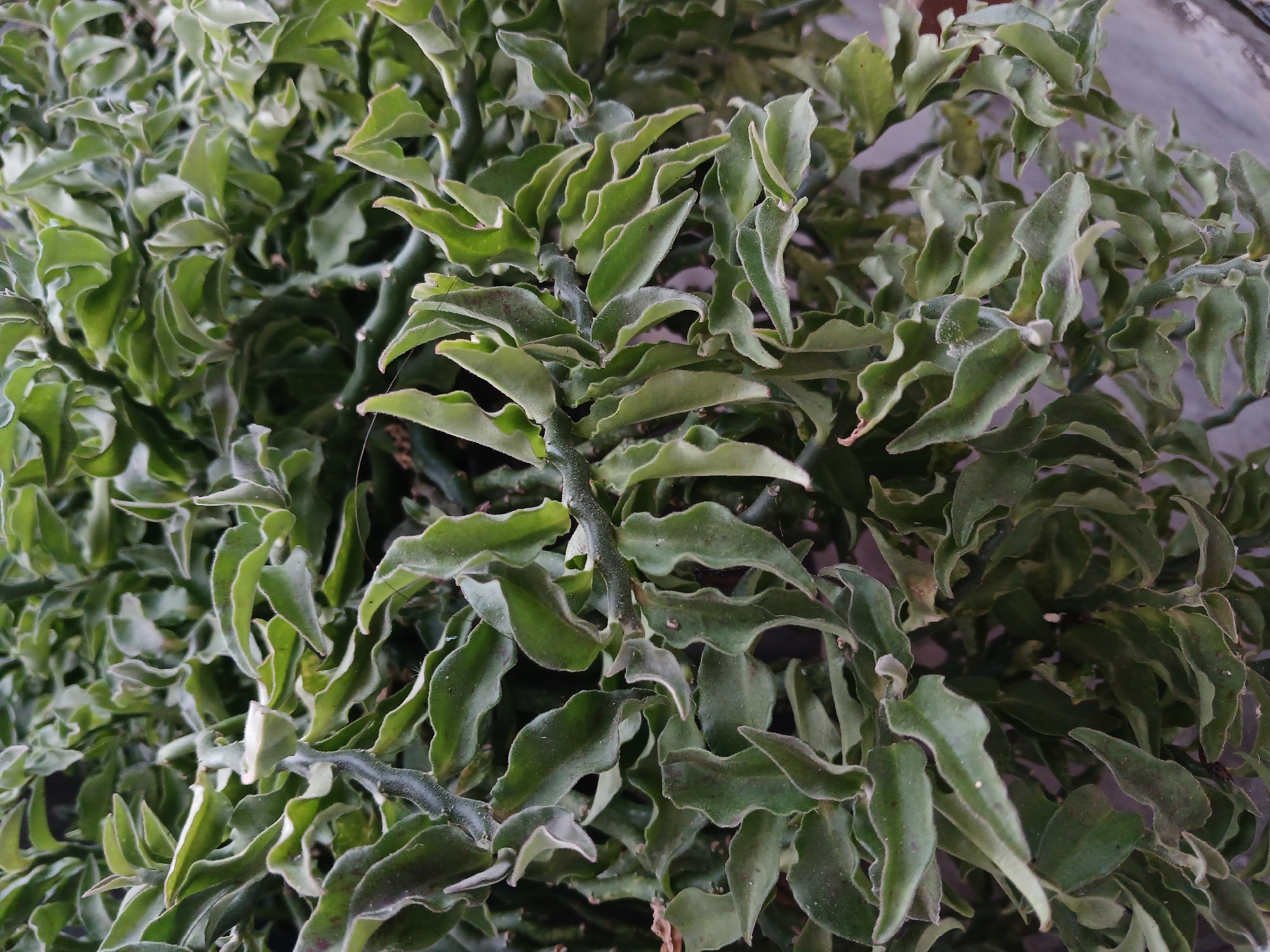 The image shows a close-up, overhead view of a densely growing plant with distinctive, fleshy, green leaves that have a ruffled or wavy edge. The stems are thick and segmented, giving the plant a somewhat architectural appearance. The leaves are arranged alternately along the stems and appear to be somewhat fuzzy or covered in fine hairs, especially along the edges. The overall color palette is dominated by various shades of green, with some darker undertones in the stems and shadows. The background is blurred, suggesting a shallow depth of field, but it appears to be an outdoor environment, possibly a garden or natural setting. There are no people or animals visible in the image. The scene is located in Kutasari, Indonesia, suggesting a warm, possibly humid climate conducive to this type of succulent plant.