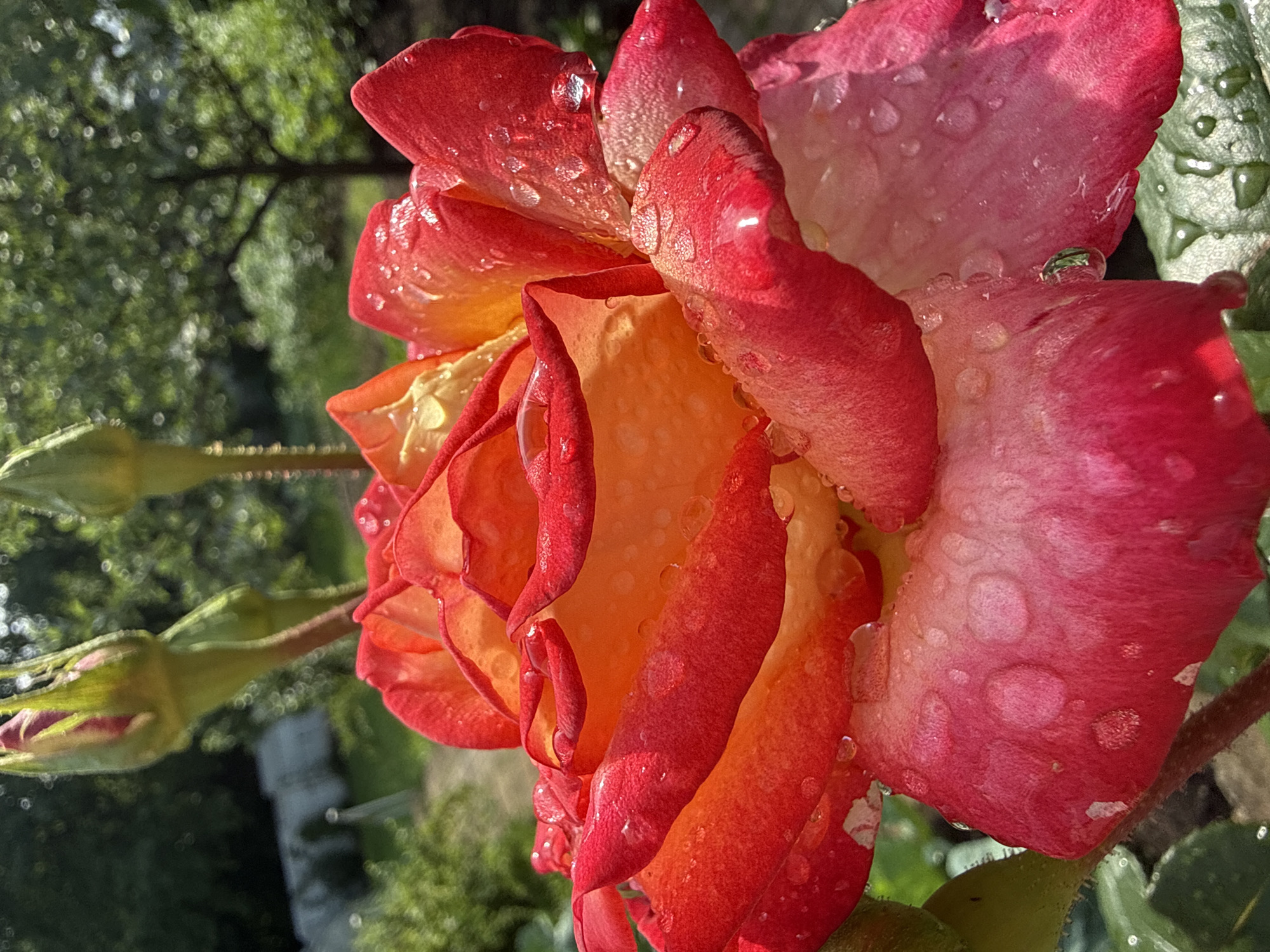 A close-up, low-angle, outdoor shot captures a dew-covered rose in bloom, its petals transitioning from vibrant red at the edges to a warm orange and yellow in the center. The rose is the primary subject, with water droplets reflecting the sunlight and the surrounding greenery. Two unopened rosebuds are visible in the background, also covered in dew, positioned above and to the left of the main flower. The environment appears to be a garden with blurred green foliage and trees in the distance, suggesting a natural setting. The lighting indicates it is daytime, likely morning or late afternoon, given the soft sunlight filtering through the leaves. The image does not contain any people, animals, or man-made structures identifiable as being in Dmitrov, Russia.