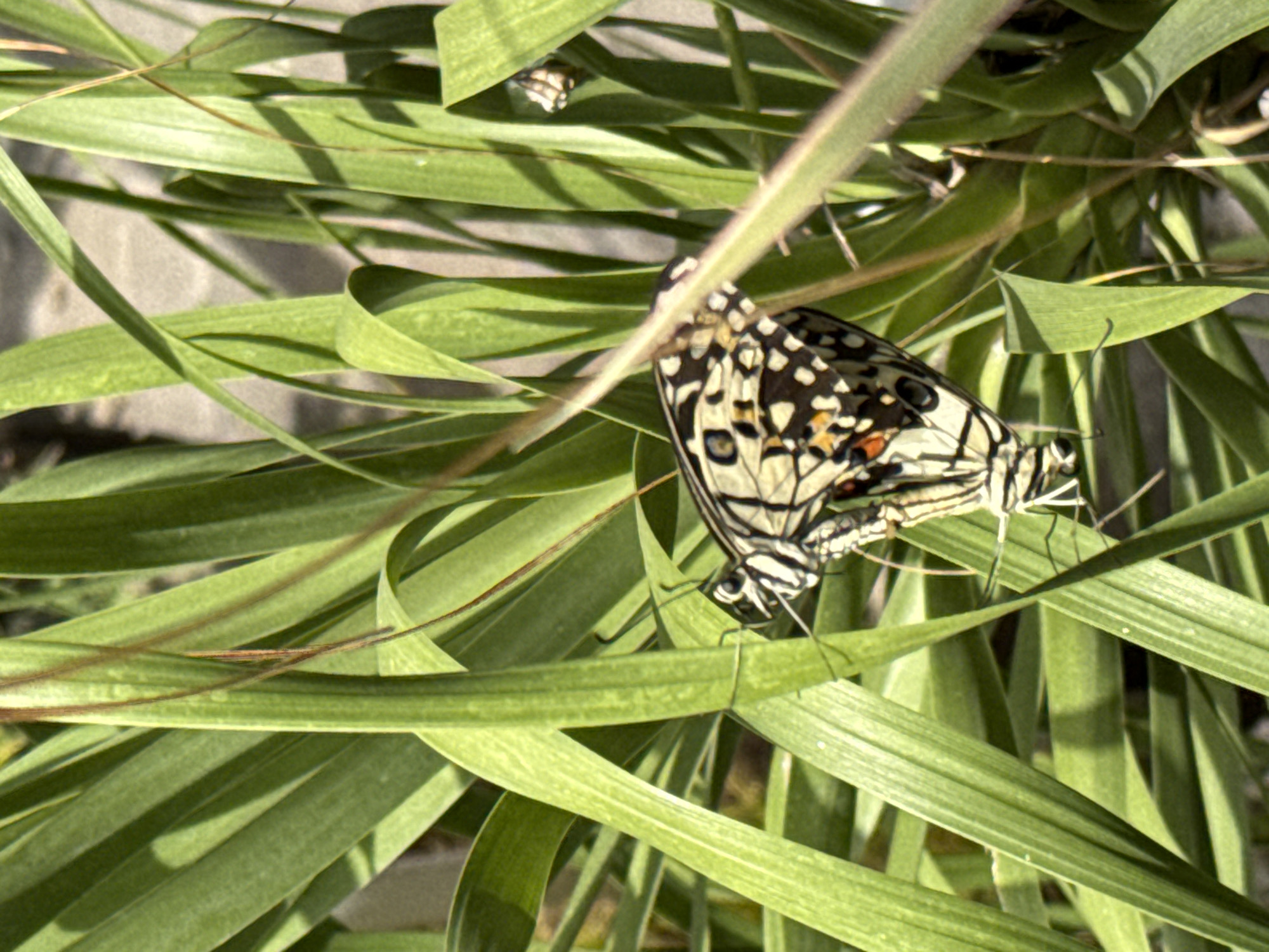 A close-up, eye-level, medium shot captures a butterfly perched on the green leaves of a plant. The butterfly, with its black, white, and yellow patterned wings, is positioned in the center of the frame, its body angled slightly to the left. The leaves are long and slender, forming a dense, verdant backdrop that partially obscures the butterfly. Sunlight casts shadows on the leaves, creating a play of light and dark. In the upper right corner of the image, a second, smaller butterfly is visible, also resting on a leaf. The background is blurred, suggesting an outdoor environment with a neutral, textured surface, possibly a wall or pavement, in muted tones of gray and beige. The scene is consistent with a garden or natural setting in Denpasar, Indonesia, likely during daylight hours.