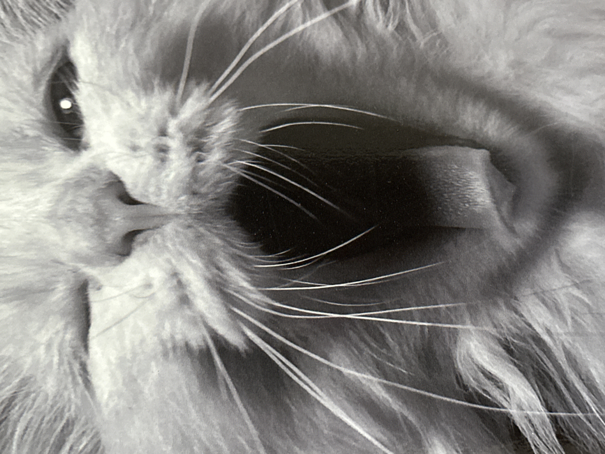 The image is a close-up, black and white photograph of a cat's face. The cat's mouth is open, revealing its tongue. Whiskers are prominent. One eye is visible. The fur appears to be long and fluffy. There is no indication of location or people.