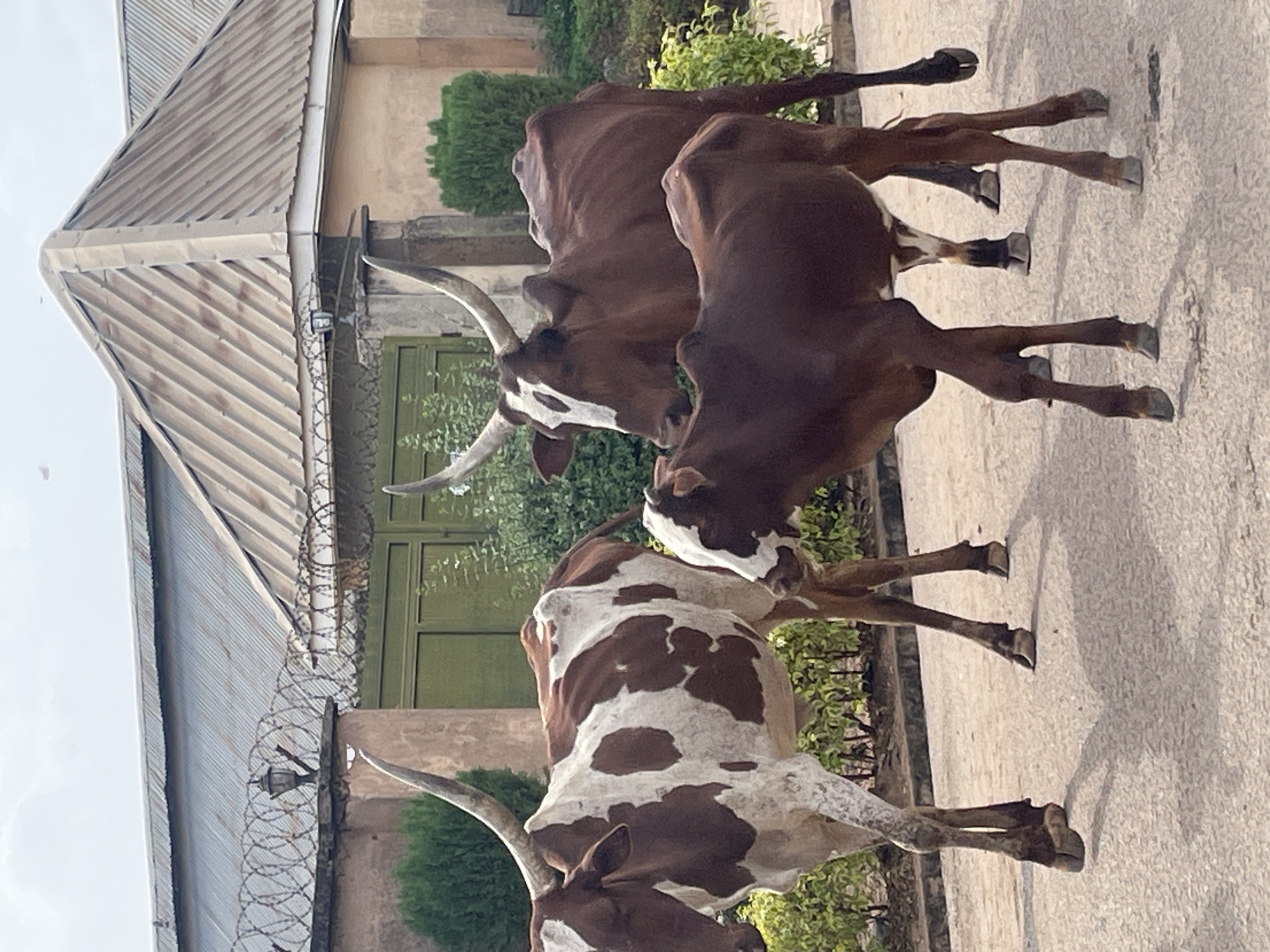 The image shows three cows standing on a paved surface, likely a road or parking area, adjacent to a building. The building is partially visible, with a metal roof, exterior wall, and a security fence topped with barbed wire. The scene appears to be in Barakin Akawo, Nigeria. The cows are positioned in the foreground. One cow is brown and white spotted, while the other two are primarily brown, with white markings on their faces. All three have horns. Green bushes are visible along the side of the building, providing some natural context. The environment is sunny and clear. The cows are the primary subjects. There are no people visible.