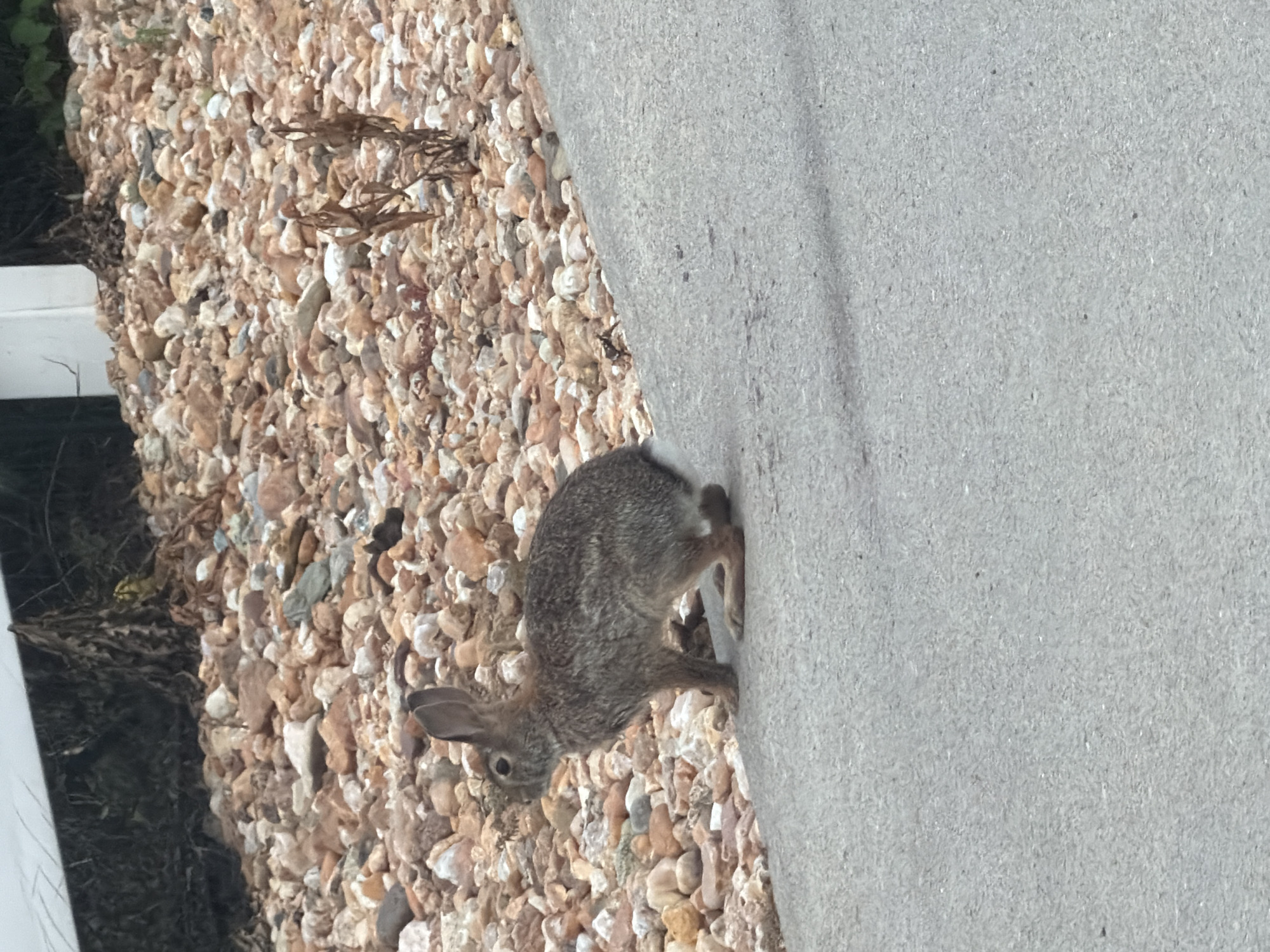 A wild rabbit is in profile view on a paved surface, facing left. The rabbit is small and brown with gray fur and has long ears. The paved surface slopes upwards from the foreground to the background. Behind the paved surface is a textured ground covered in small, rounded stones of various colors including tan, white, and reddish-brown. In the background, there are some dead, brown plants and foliage. The overall environment appears to be outdoors, likely in a residential or park setting. The location in the city of Valencia, United States of America, is not specified in the image itself.