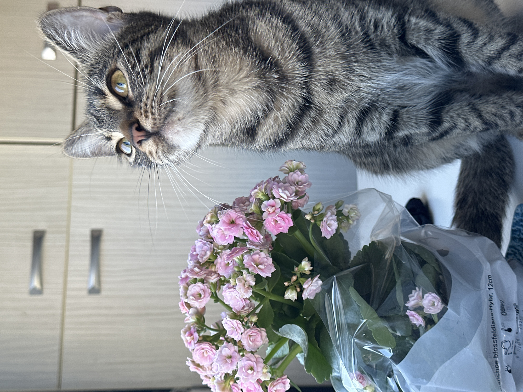 An indoor scene shows a tabby cat sitting on a white surface next to a bouquet of small pink flowers wrapped in clear plastic. The cat is looking upwards and to the right. Behind the cat and flowers are light-colored cabinets with metallic handles. The image appears to be a photograph taken in a domestic setting, likely an apartment in Sofia, Bulgaria.