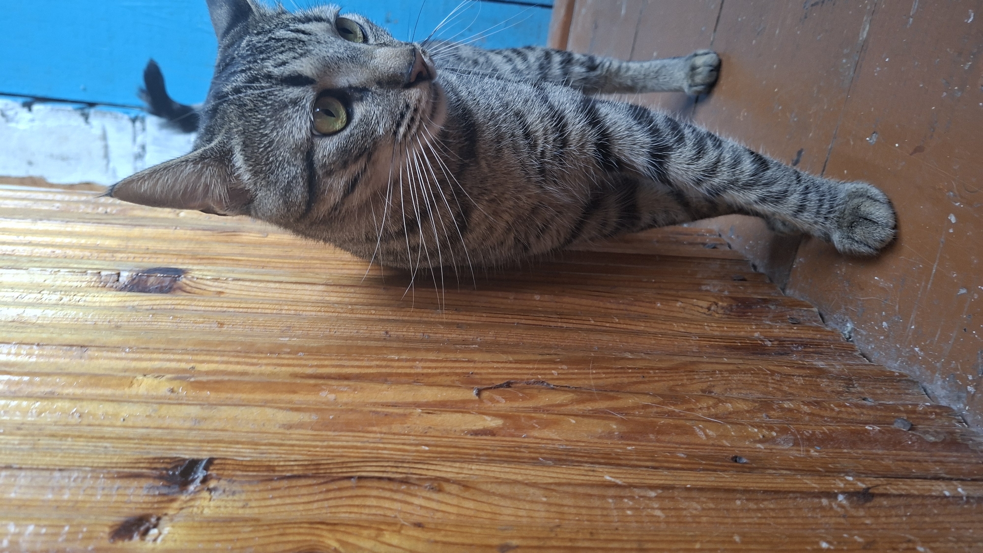 A gray tabby cat lies on a wooden surface. Its head is tilted upwards, looking towards the left of the frame. The cat's front paws are stretched out. The background consists of a blue painted surface and a brown wall. The image was taken in Забалоцкі сельскі Савет, Belarus.